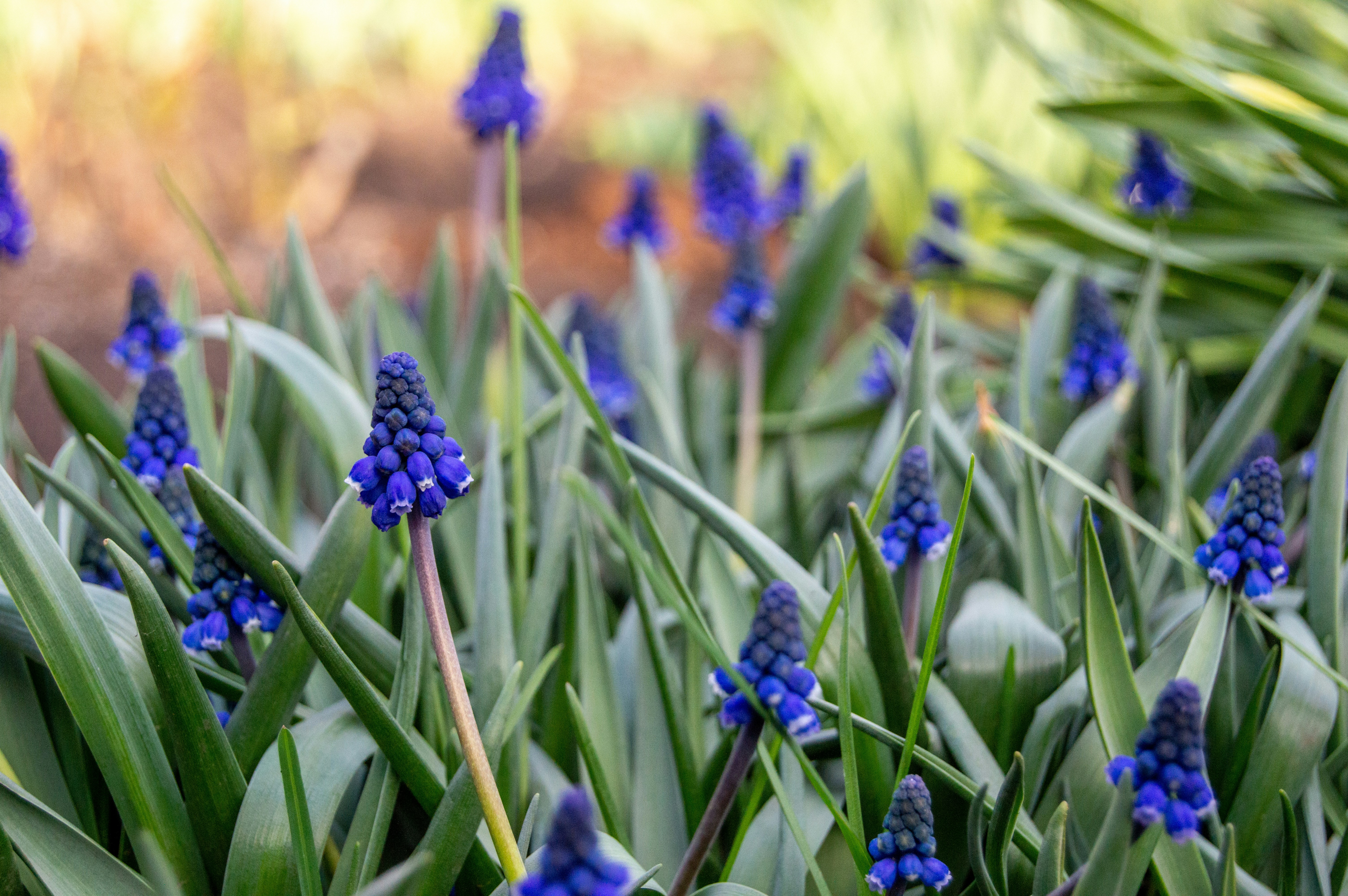 Photo by frosted_vulpes_ferrilata