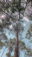 a tall tree in the middle of a forest