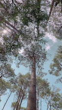 a tall tree in the middle of a forest