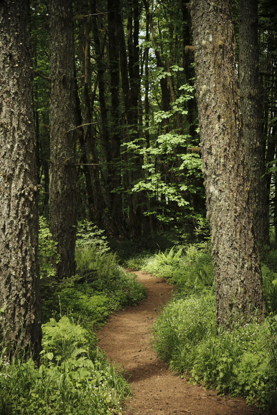 A dirt path through a green forest