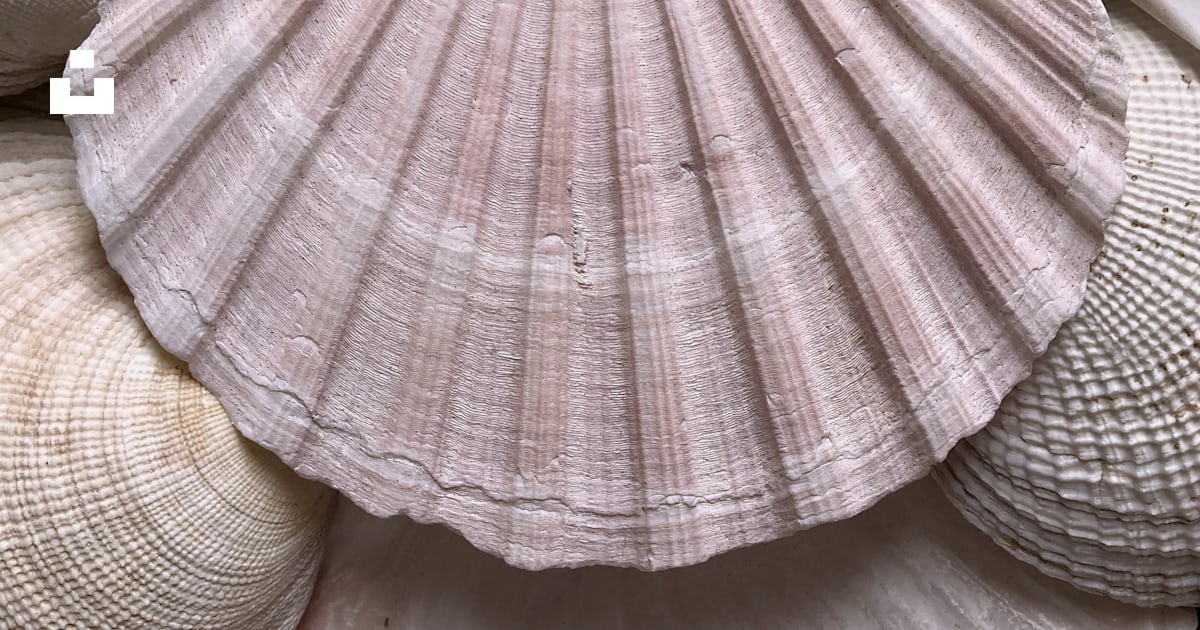 A close up of a sea shell with other shells in the background photo ...