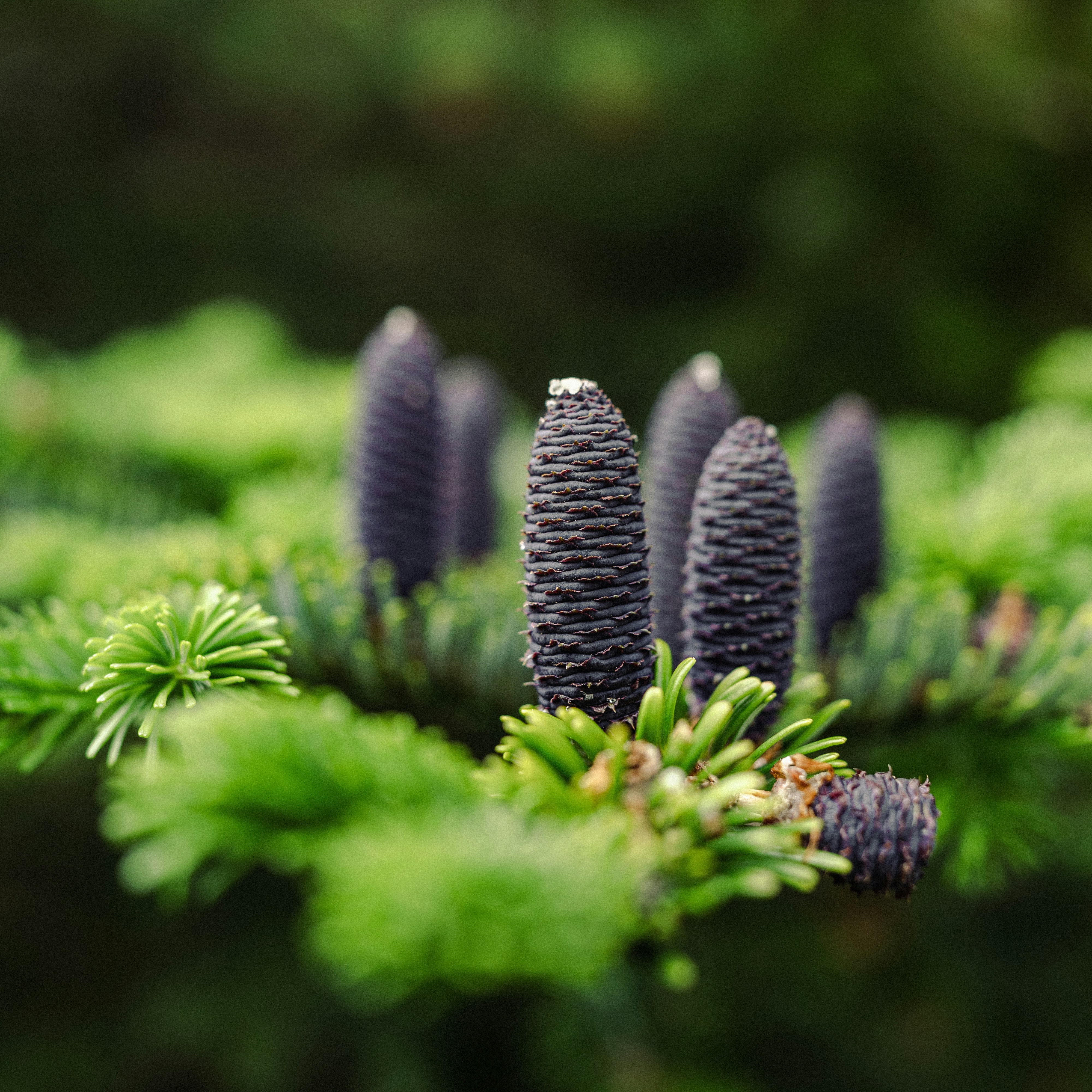 나무 위에 앉아있는 솔방울 무리