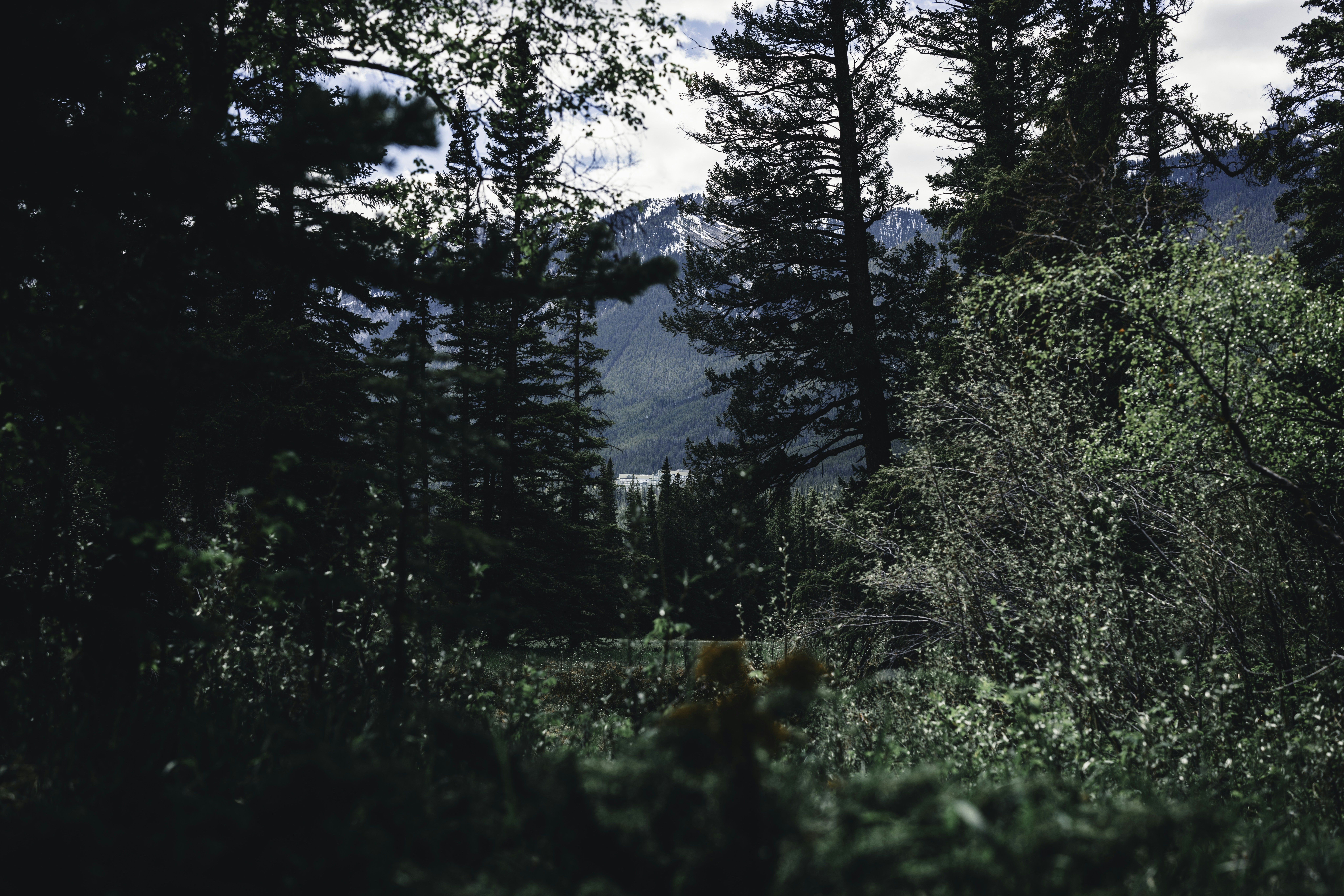 a forest filled with lots of tall trees, The hike to hoodoos in Banff National Park