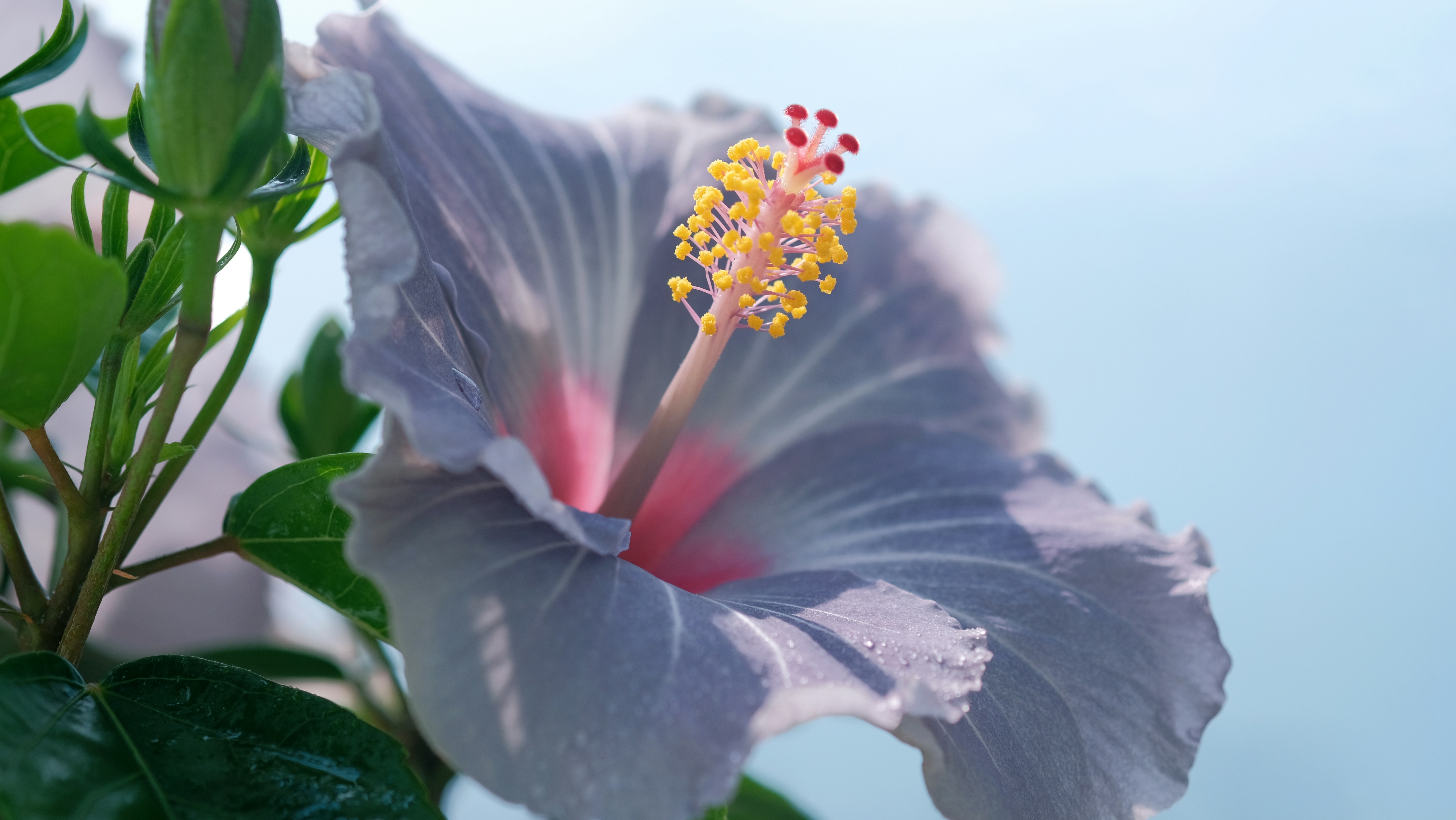 a close up of a purple flower with green leaves