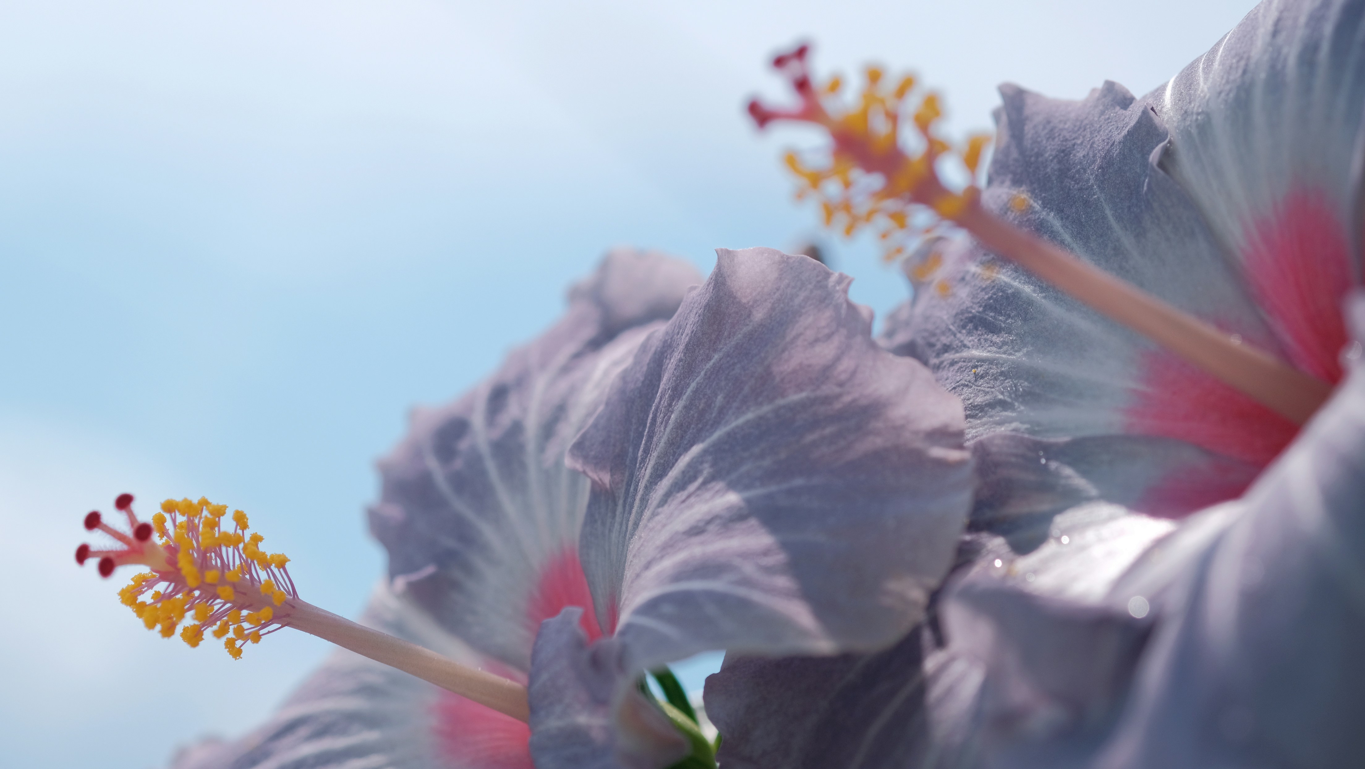 a close up of a purple flower with yellow stamen
