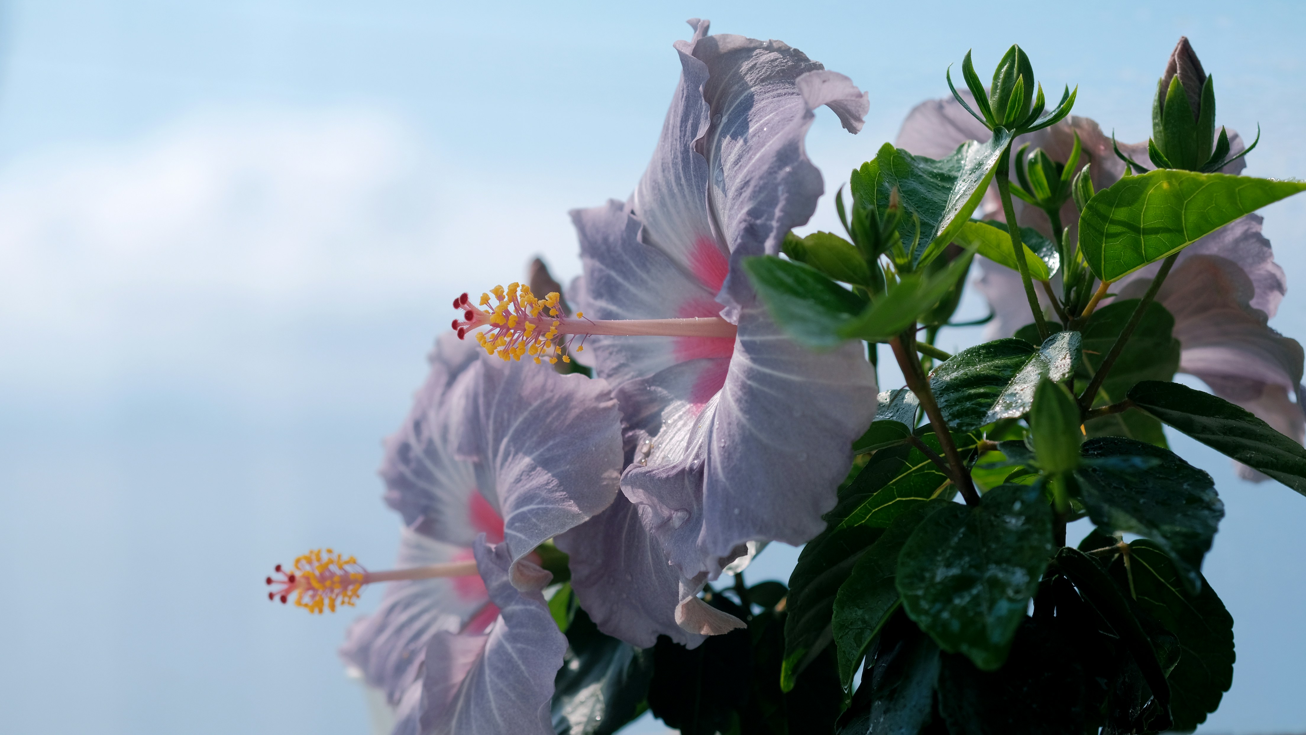 a close up of a purple flower with green leaves