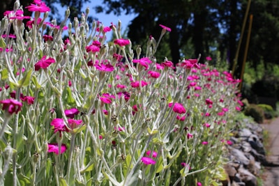 lychnis coronaria