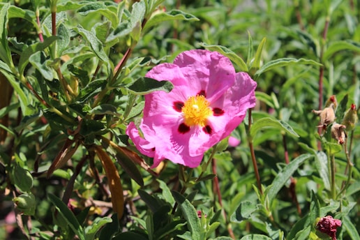 a pink flower with a yellow center surrounded by green leaves