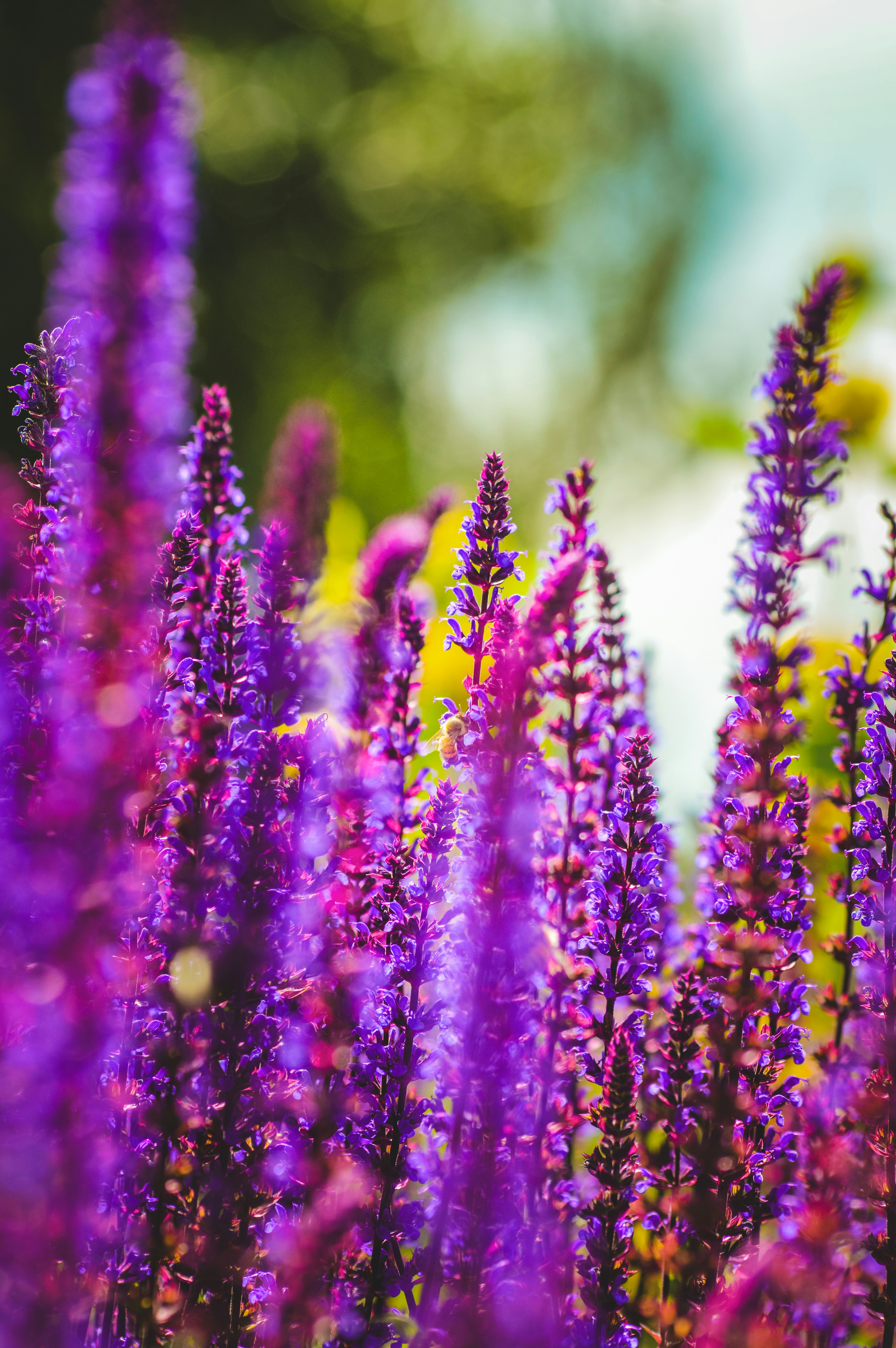 Photo by saidyigitcamlica