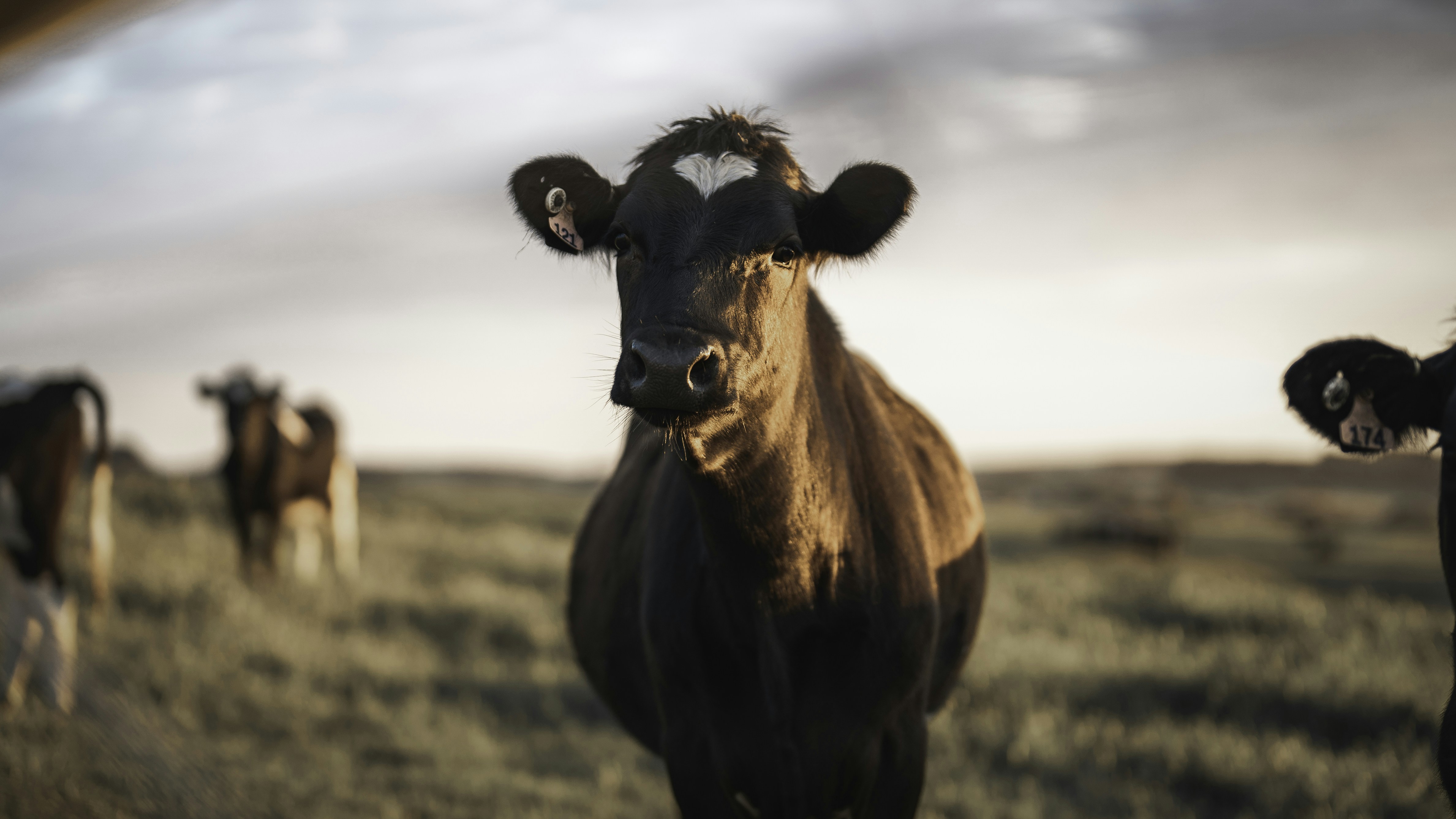 Photo by nathjennings_