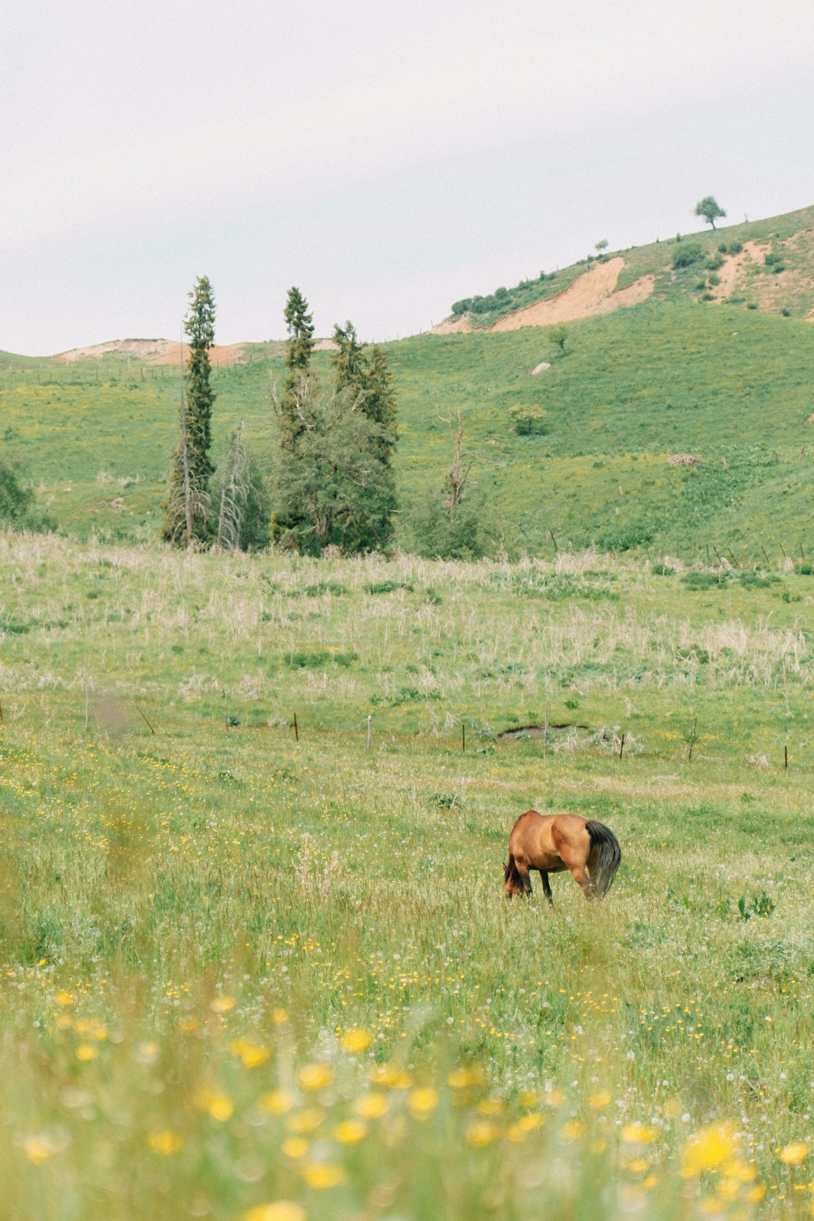 a horse is grazing in a field of grass