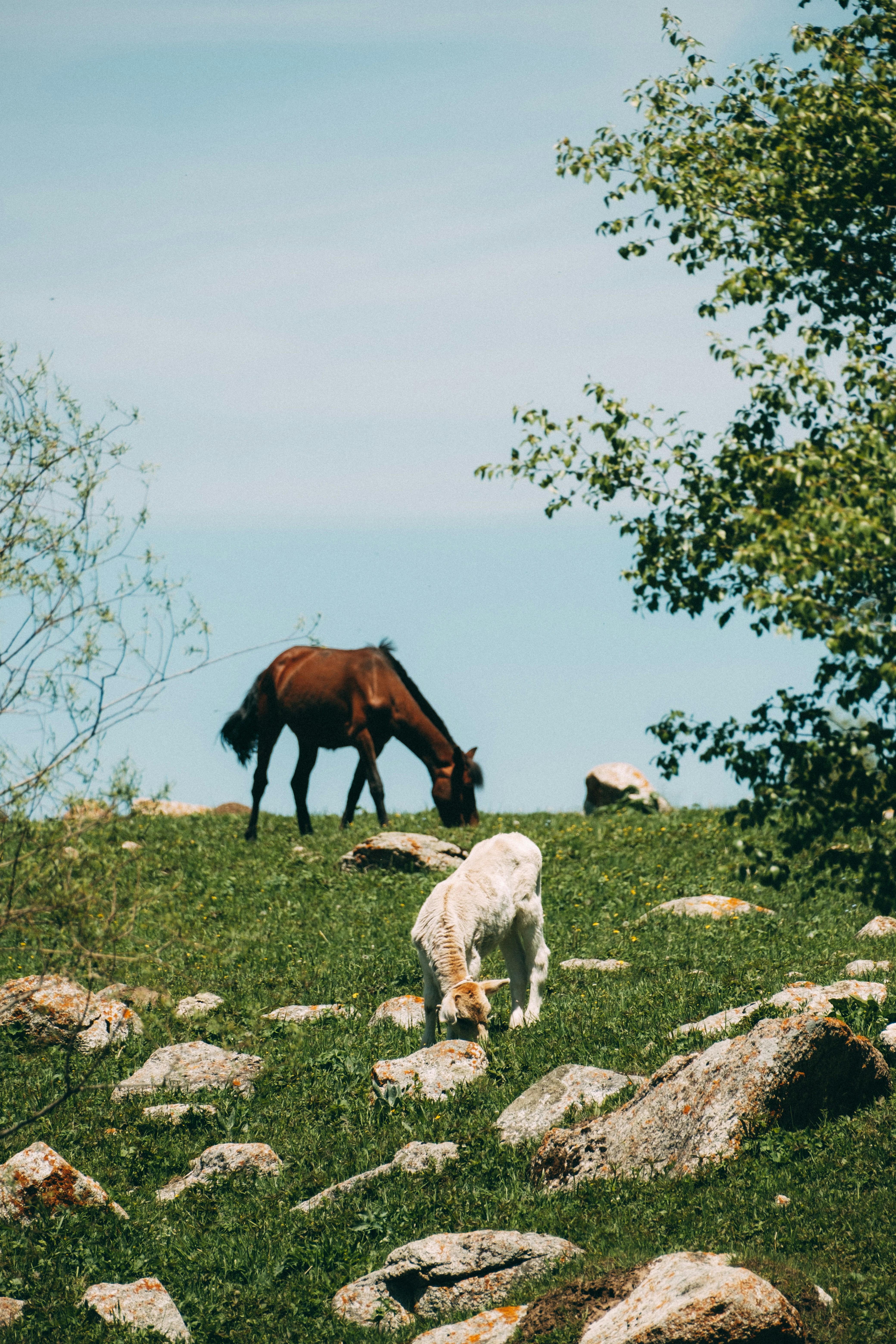 a brown horse and a white goat grazing on grass