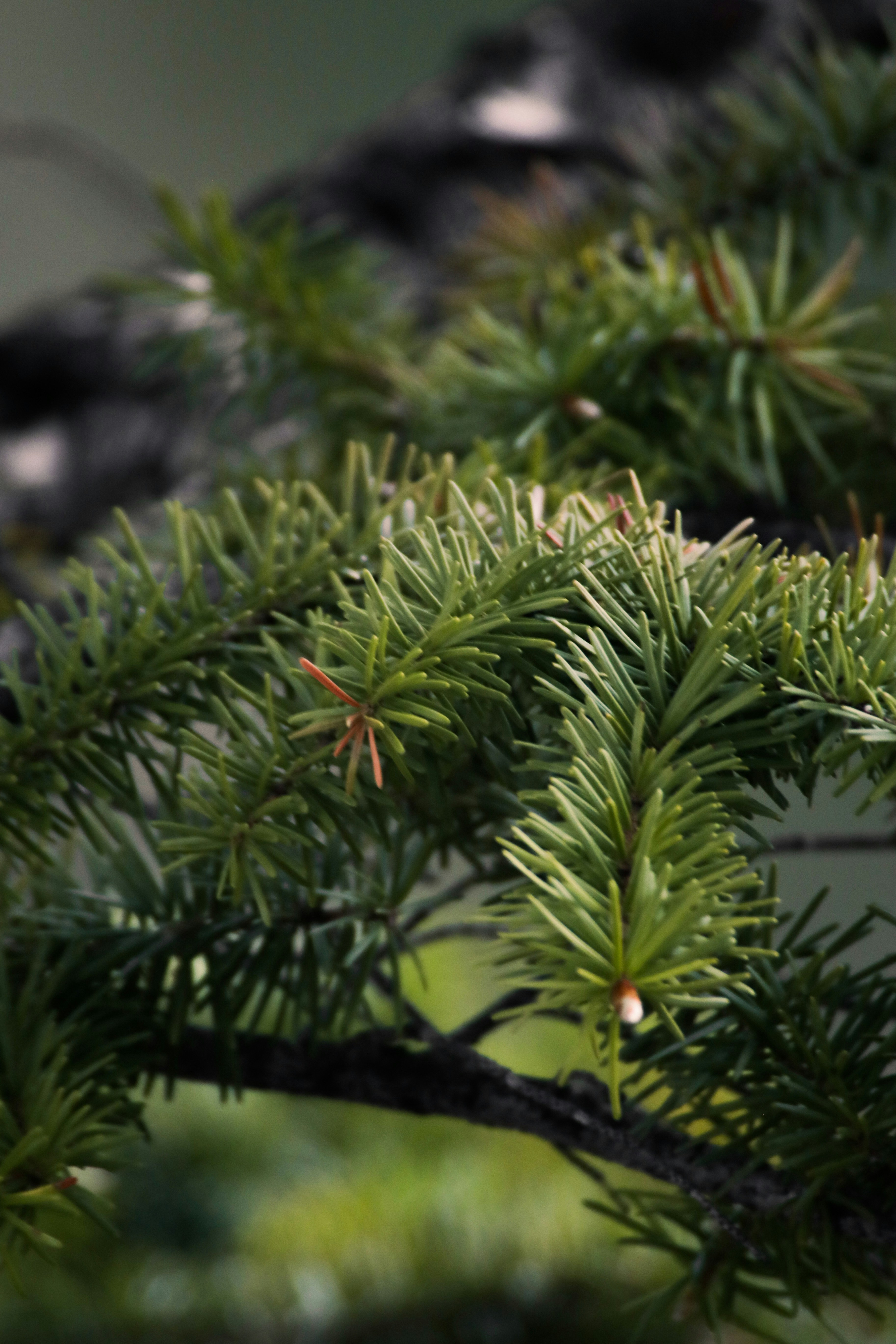 a bird perched on a branch of a pine tree