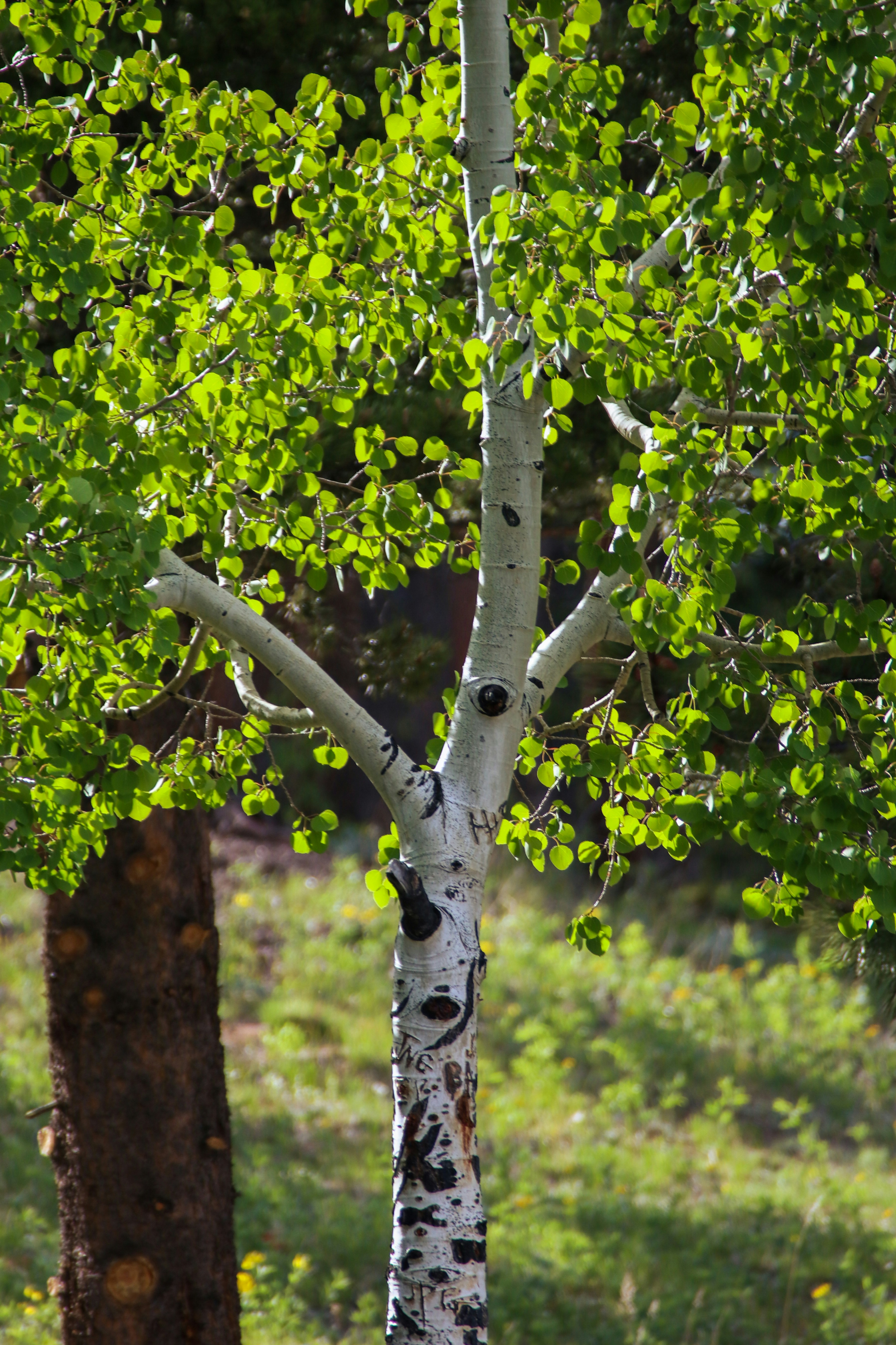 a white tree with green leaves in a field
