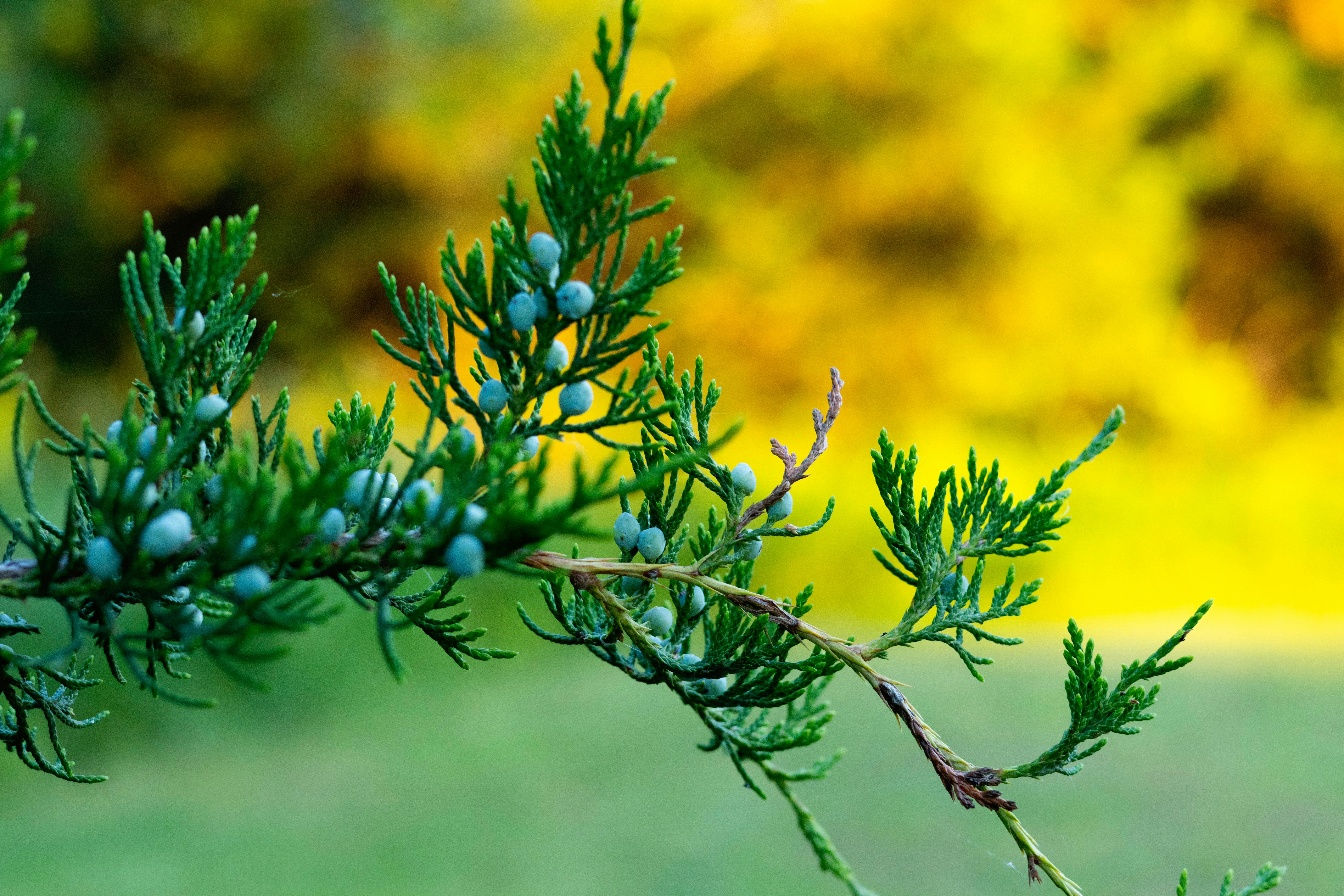 a close up of a branch of a pine tree