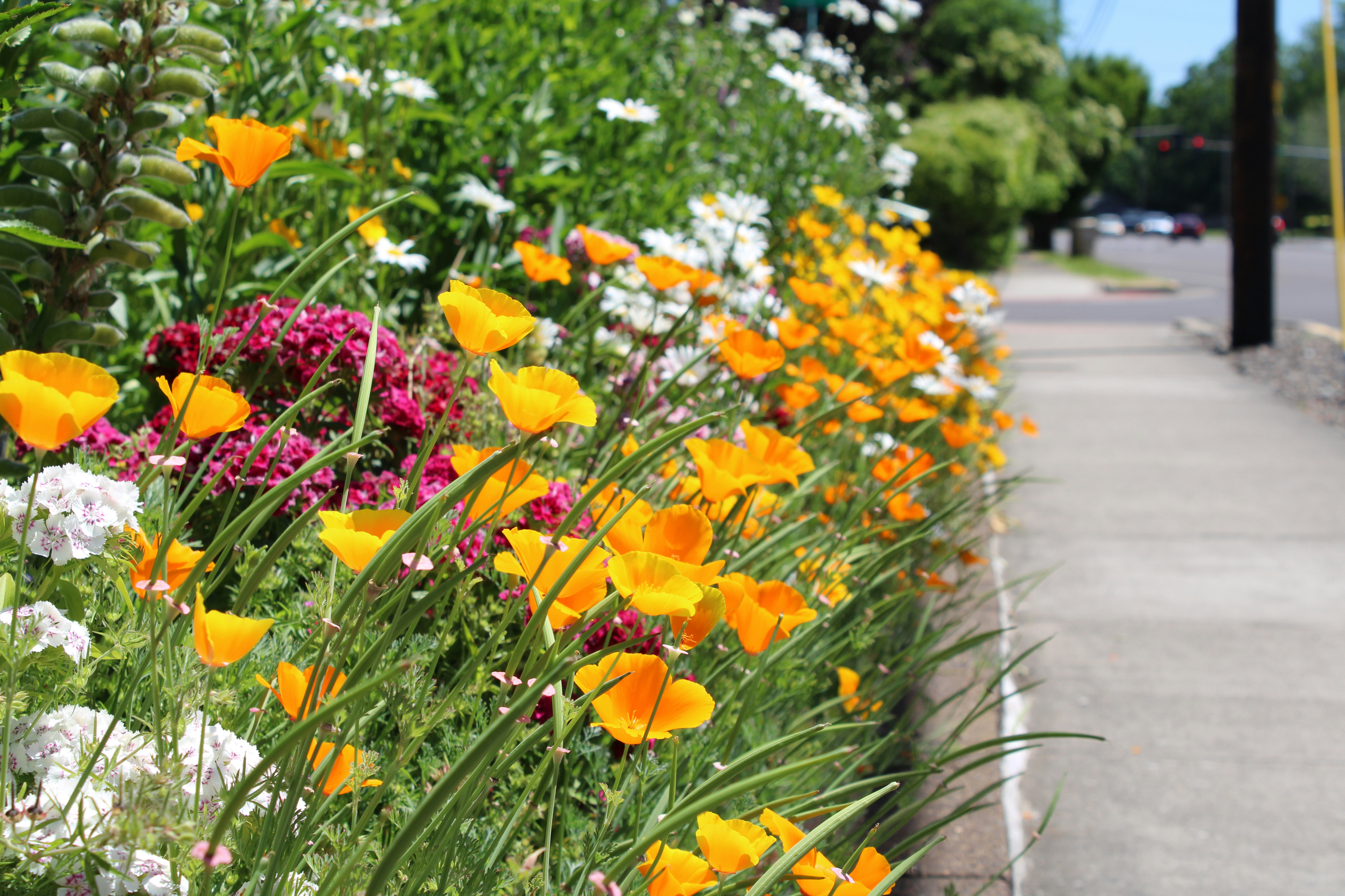 a bunch of flowers that are next to a sidewalk