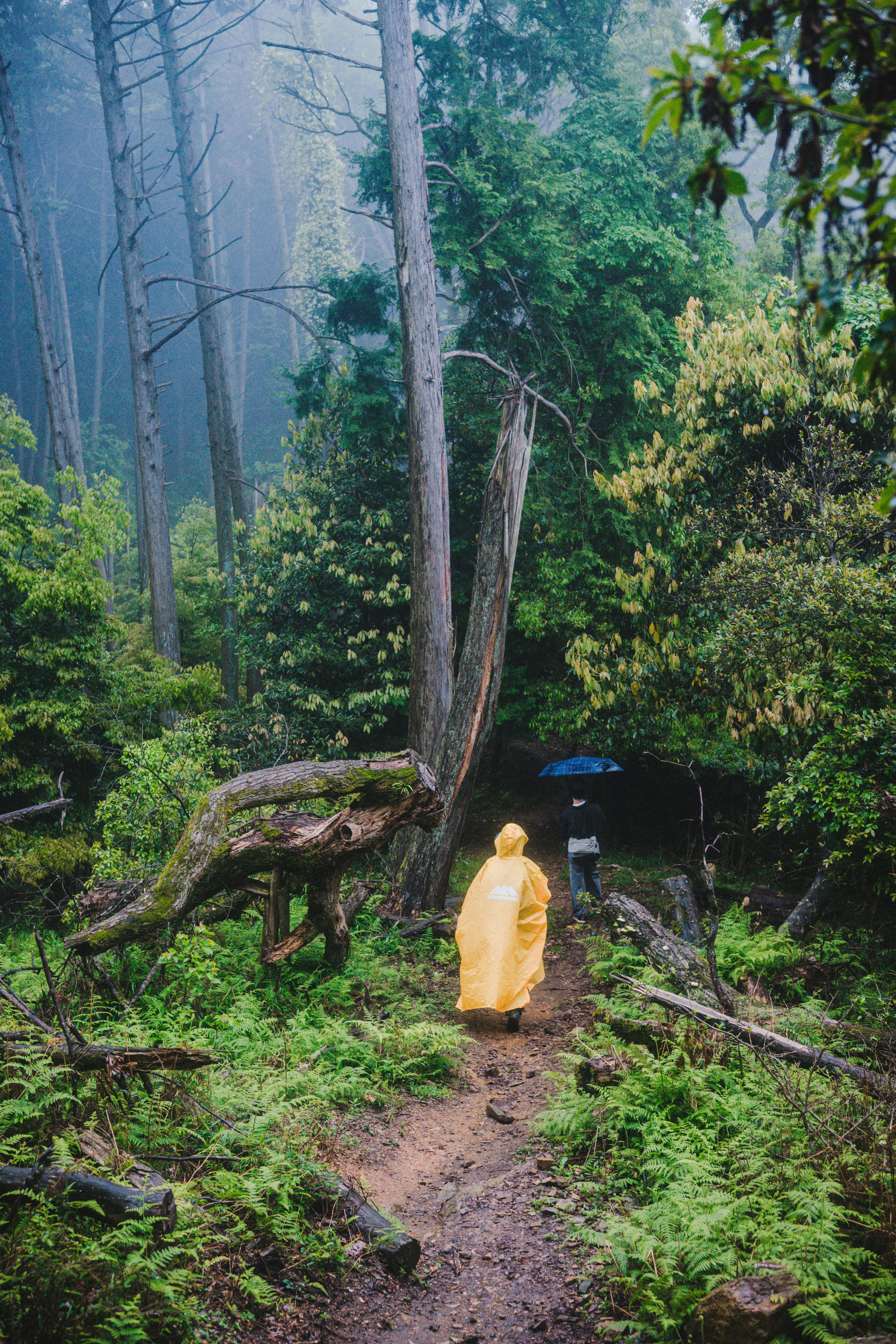 A person in a yellow raincoat walking through a forest photo – Free ...