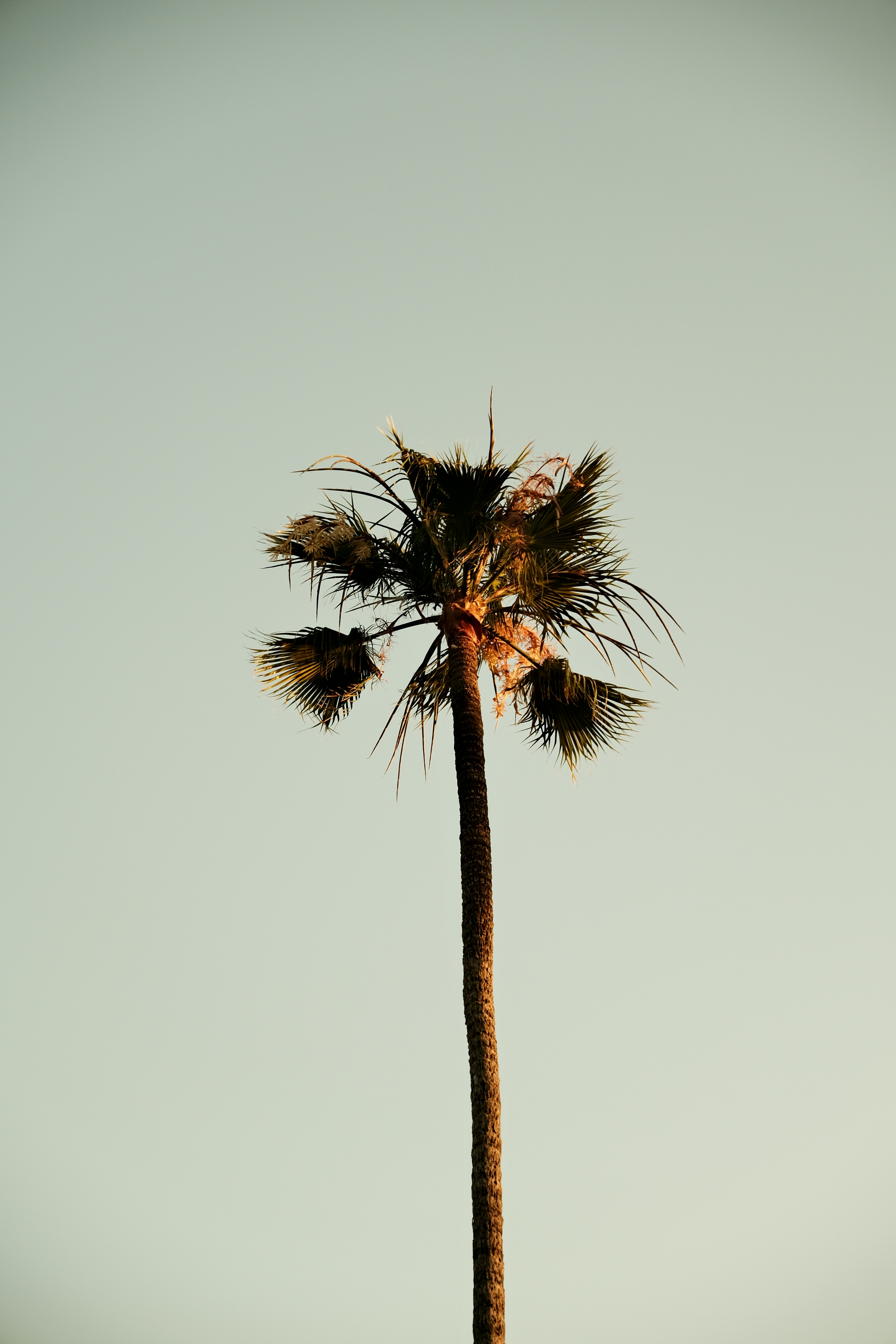 a tall palm tree with a sky background
