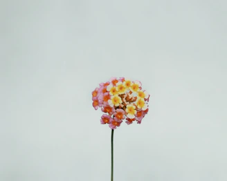 a flower that is in a vase on a table