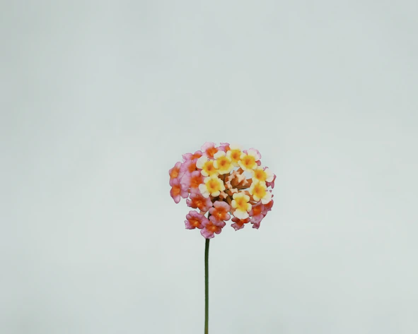 a flower that is in a vase on a table