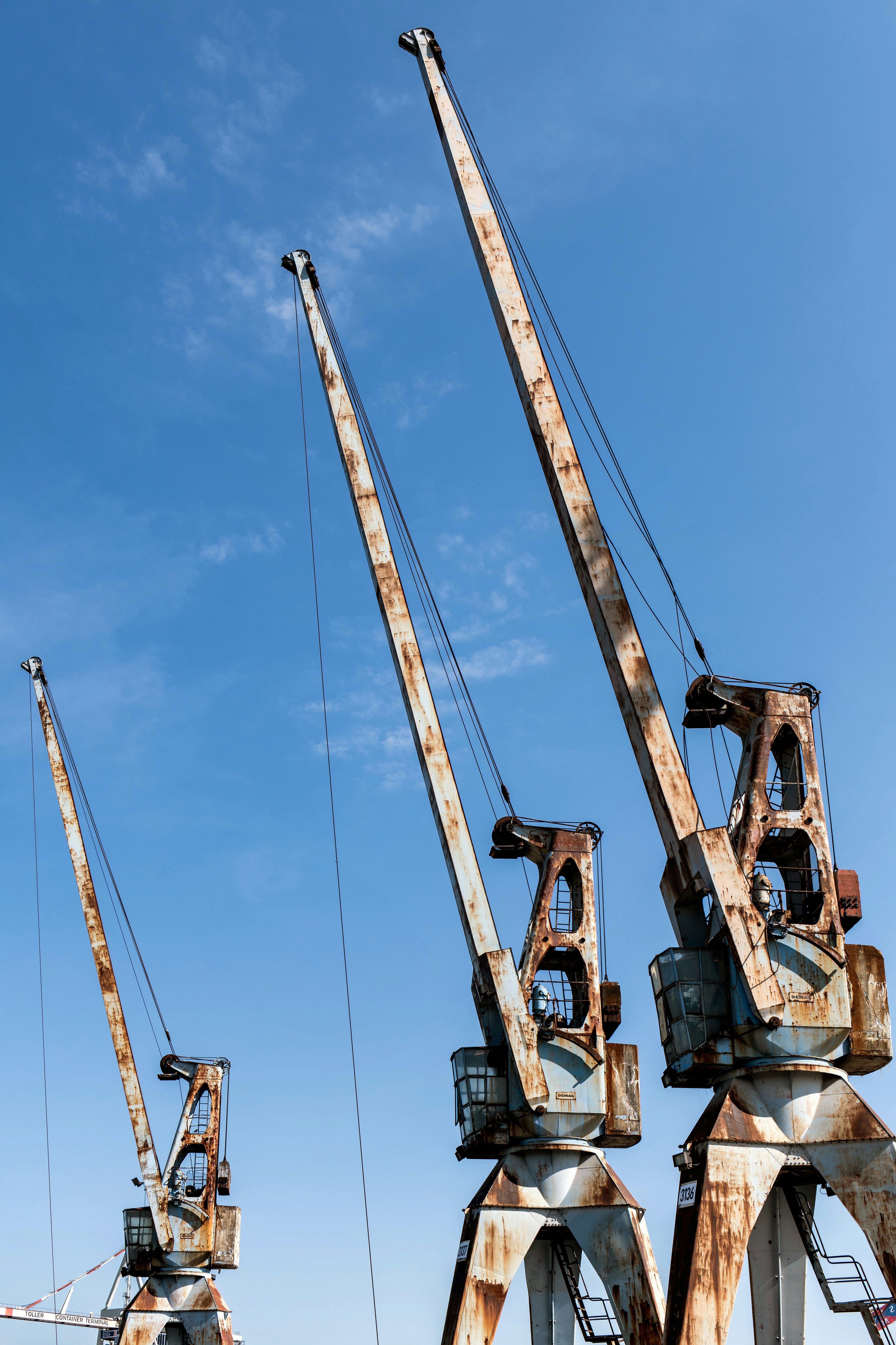 a group of cranes sitting on top of a beach