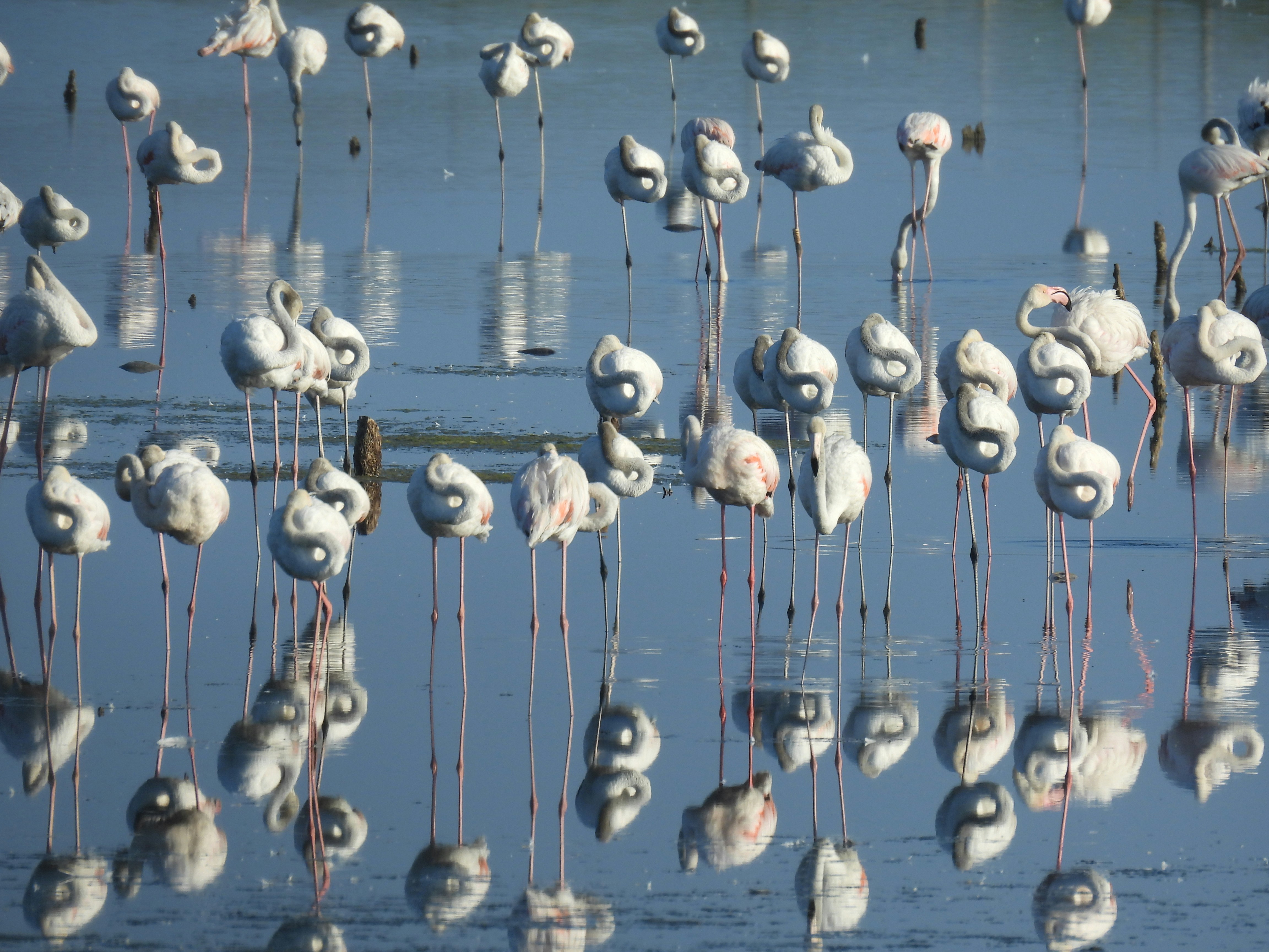 un troupeau de flamants roses debout au-dessus d’un plan d’eau