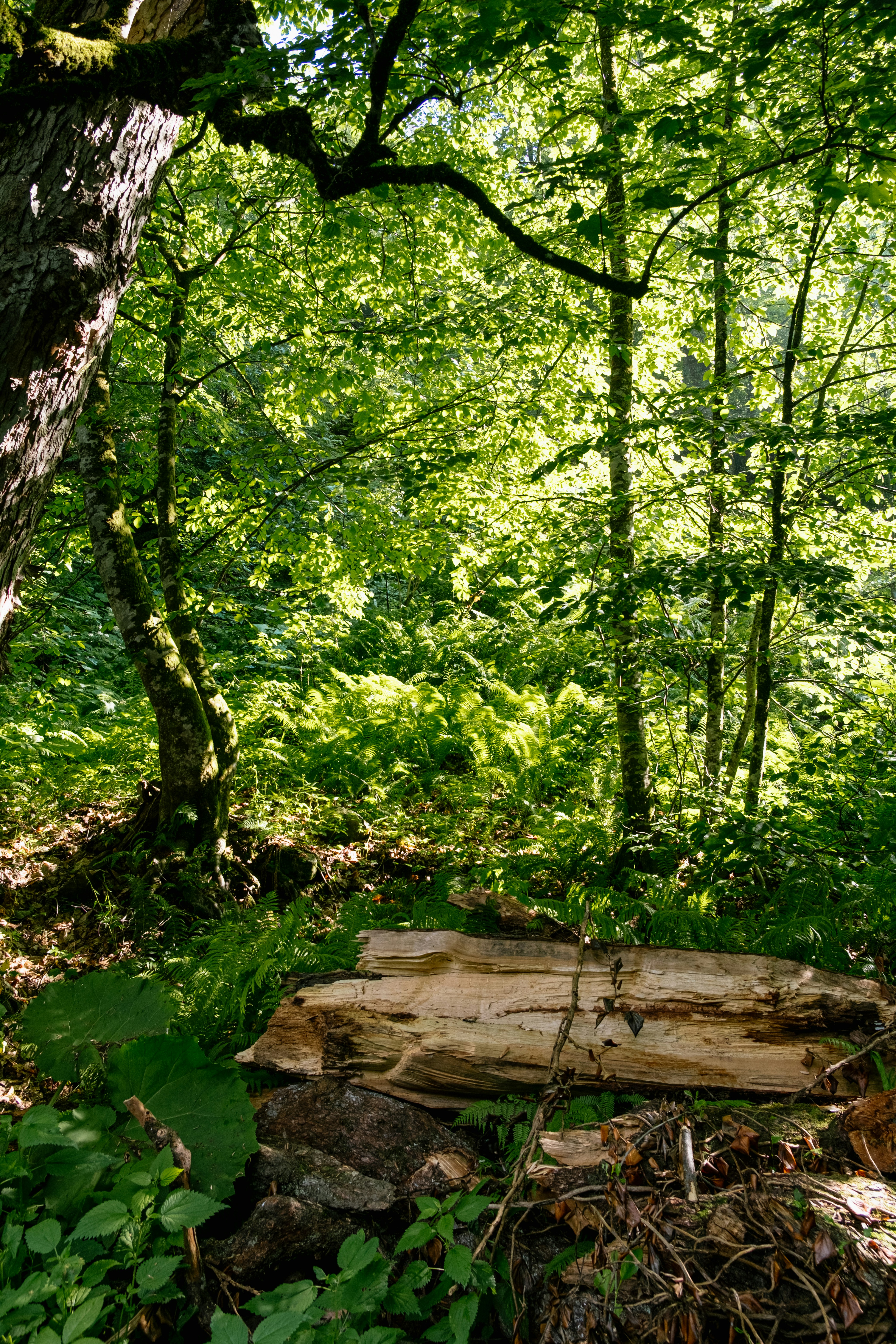 a tree stump in the middle of a forest