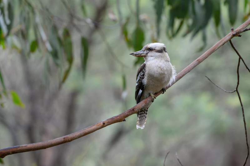 Laughing Kookaburra (Dacelo novaeguineae)
