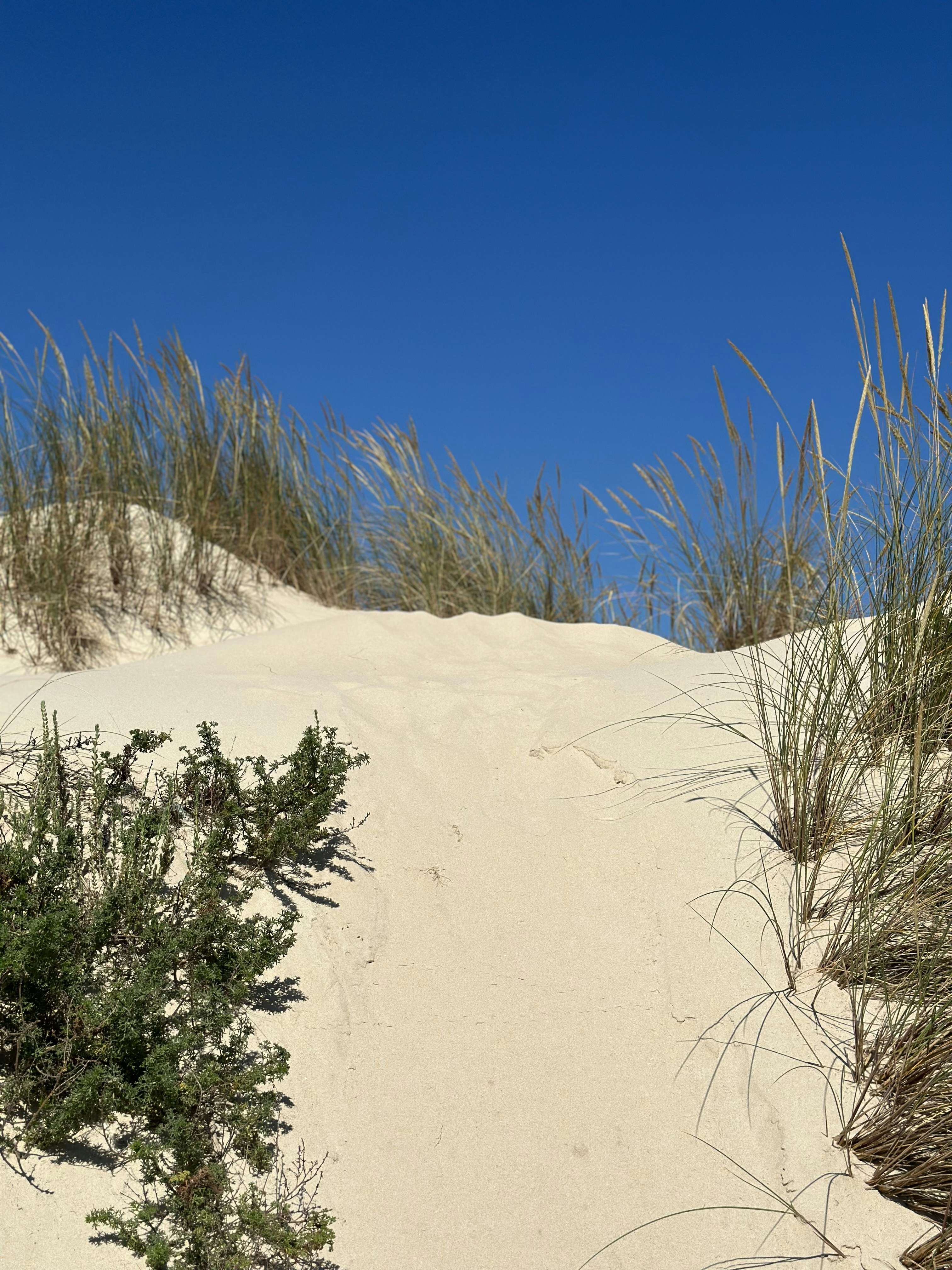 a sandy beach with grass and sand dunes