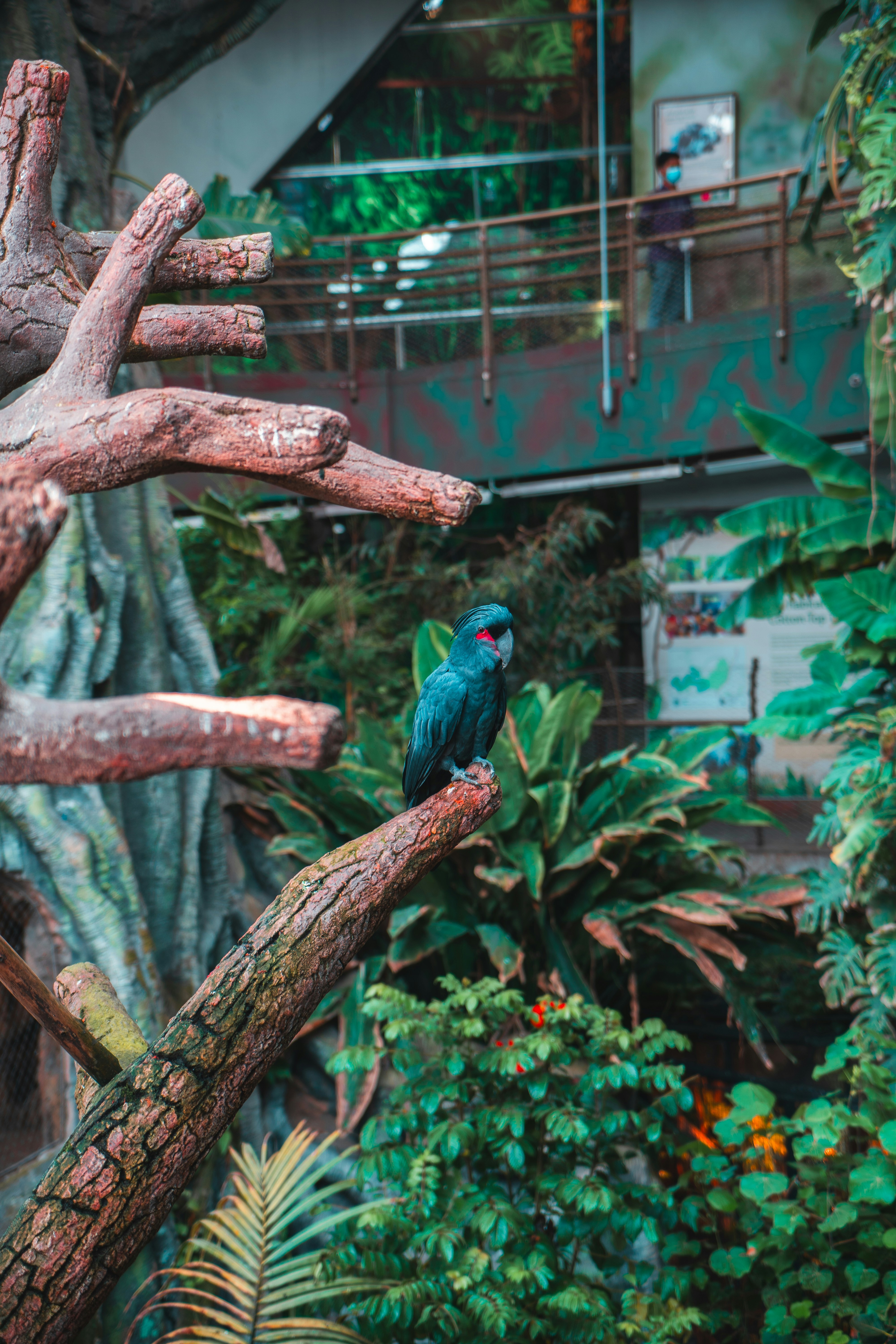 a blue bird perched on a tree branch