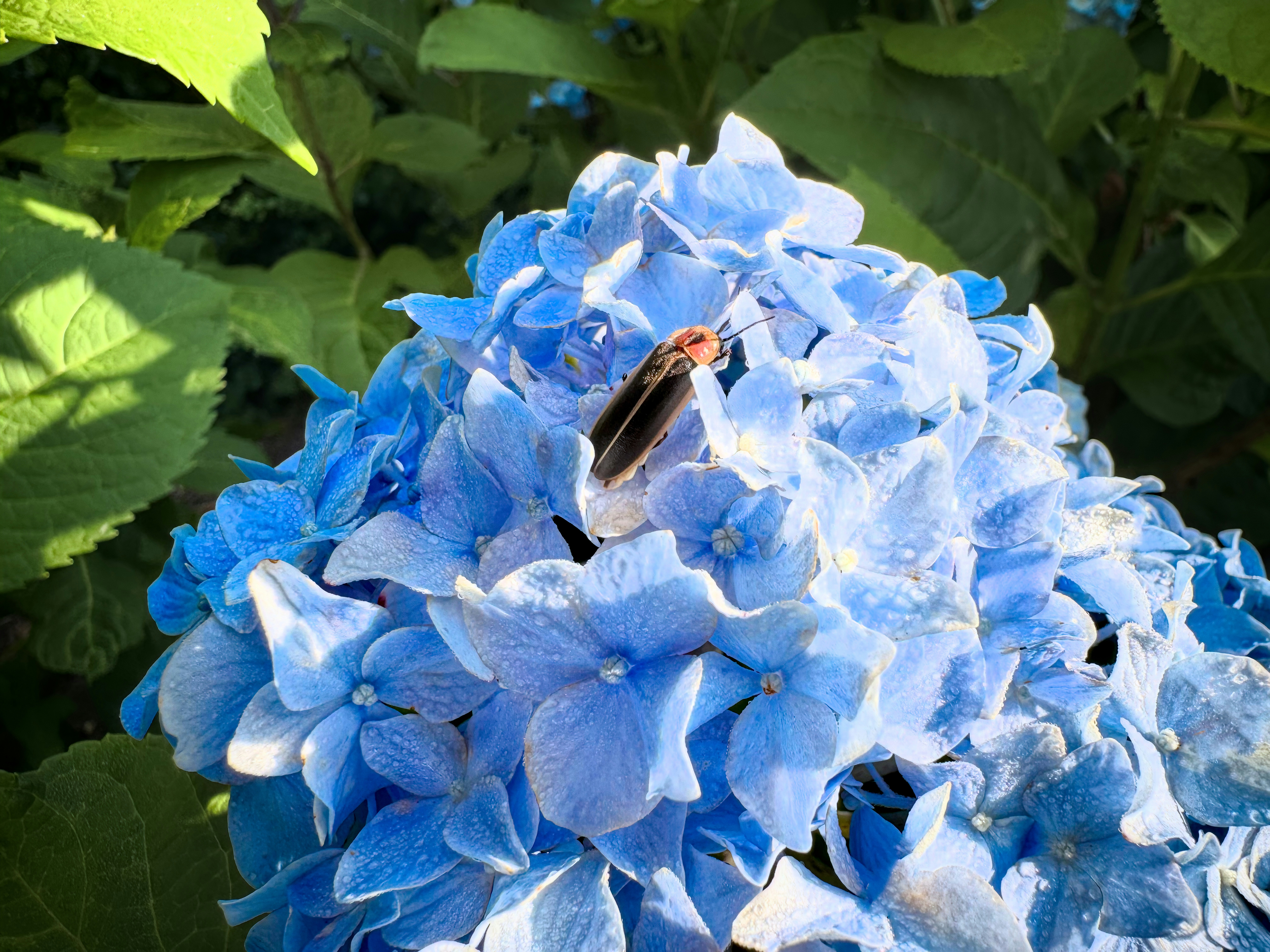 a blue flower with a bug on it
