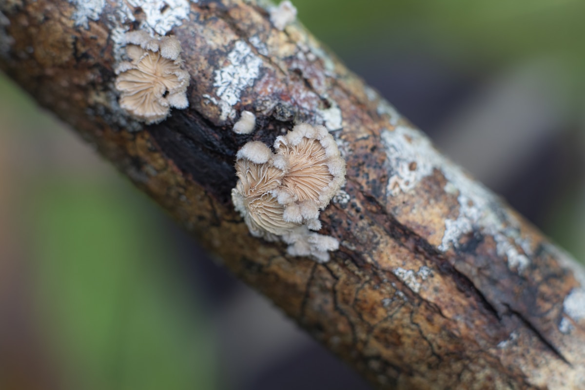 cleantech related image for: Netflix Leverages Fungi for Carbon Credits, Boosting Biodiversity