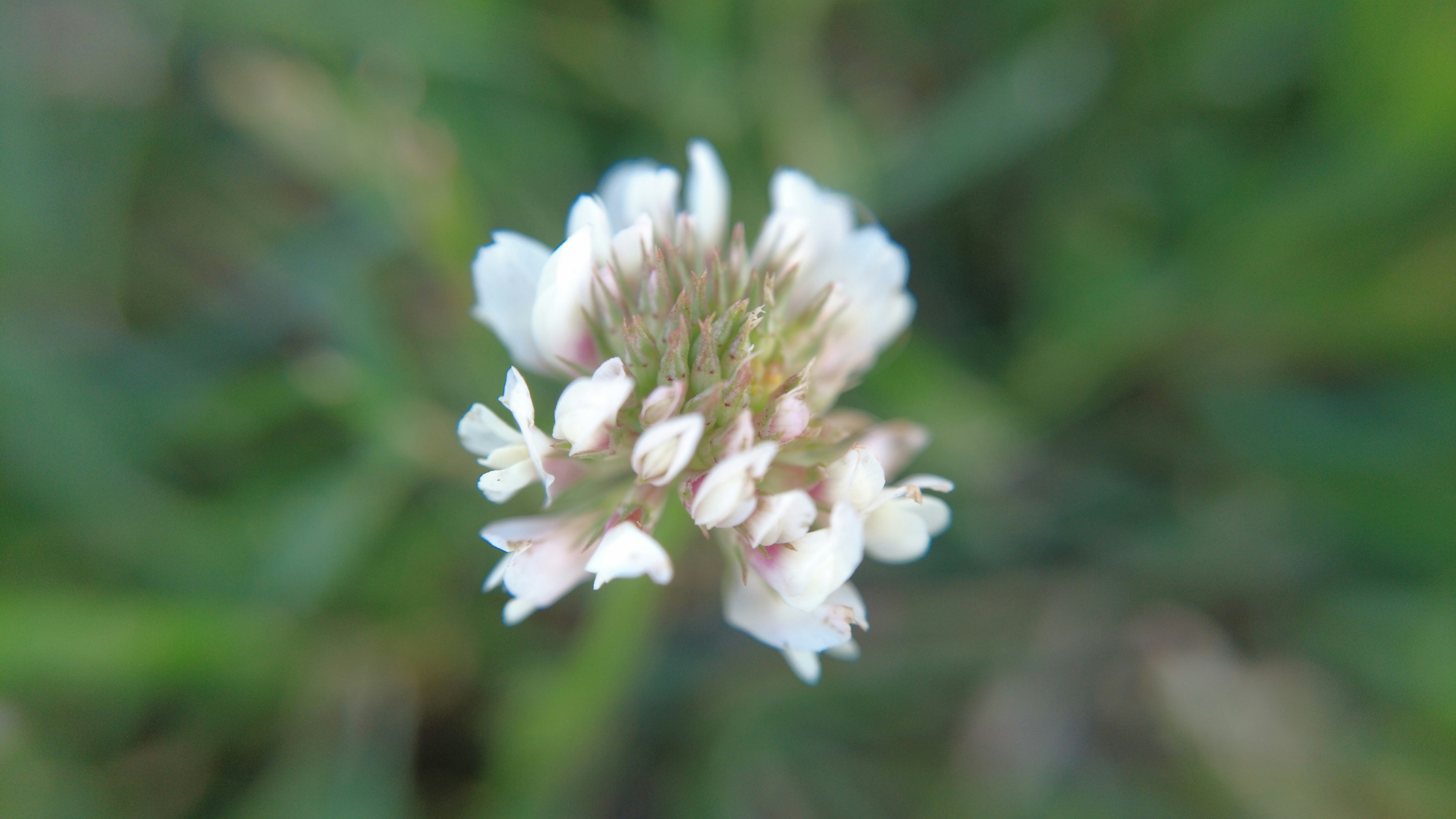 Photo by krazekatlady