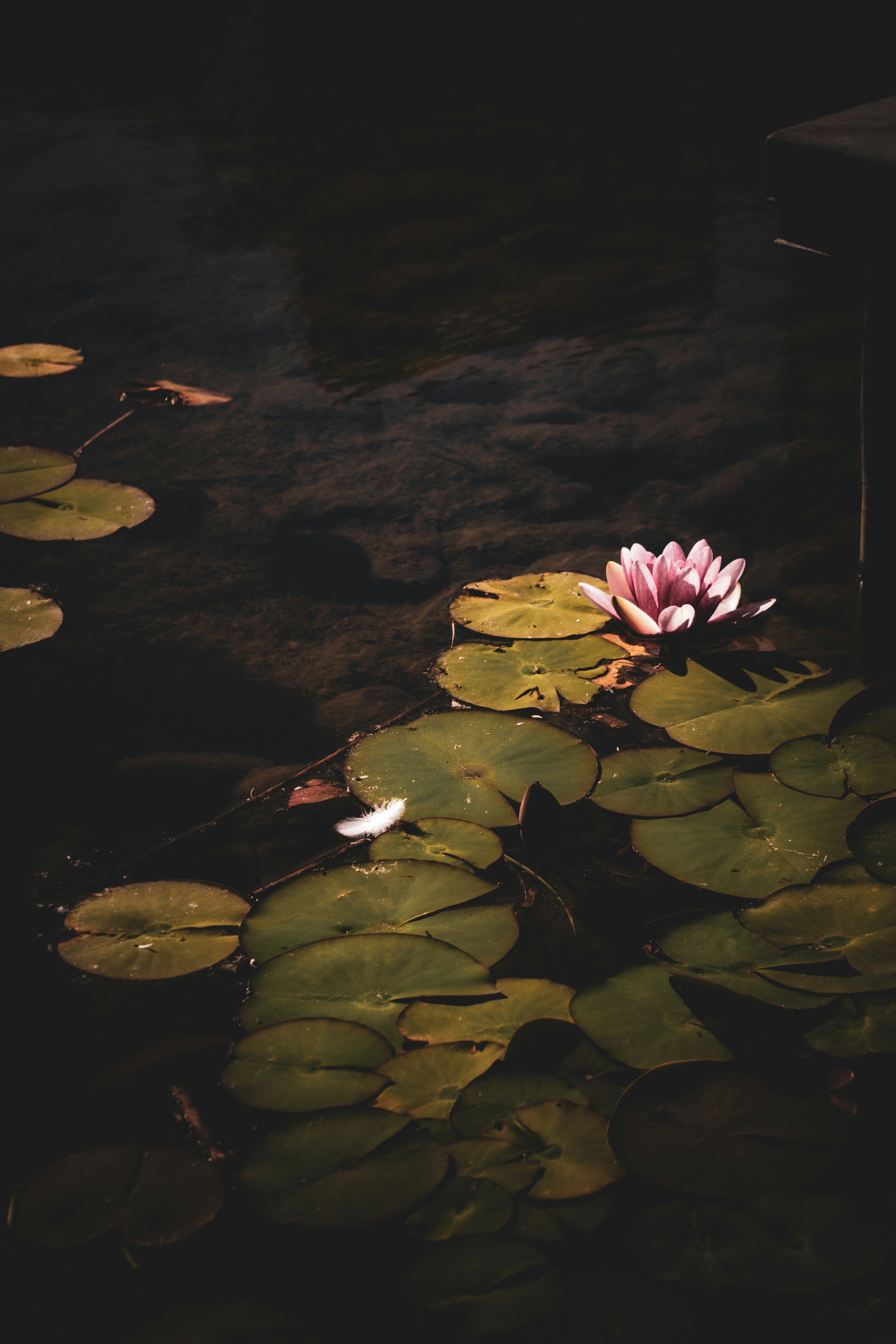 Photo by marshalliden124