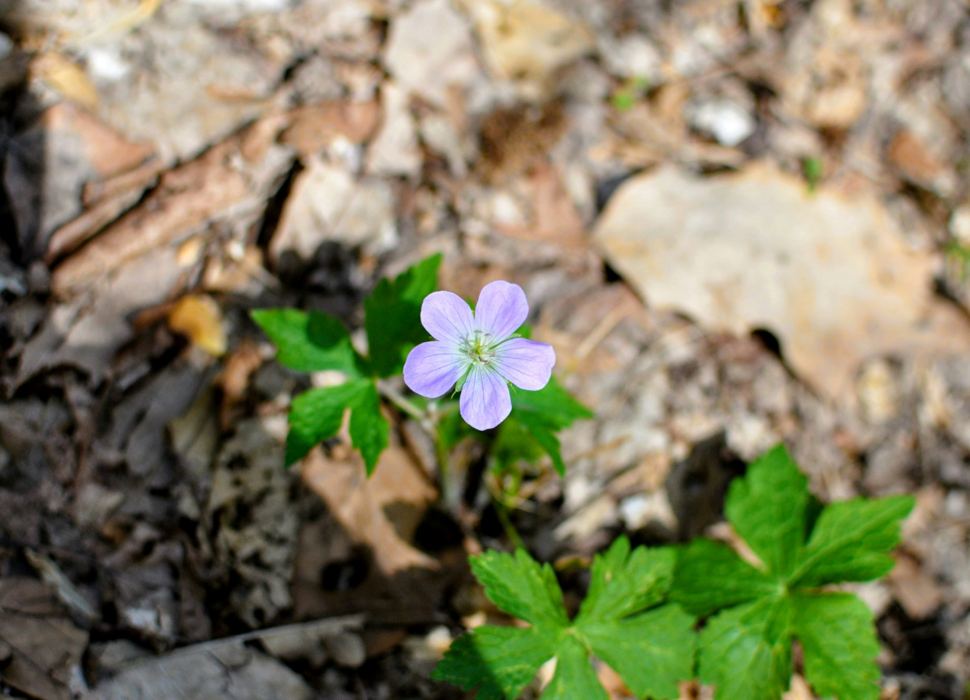 Photo by rainporches