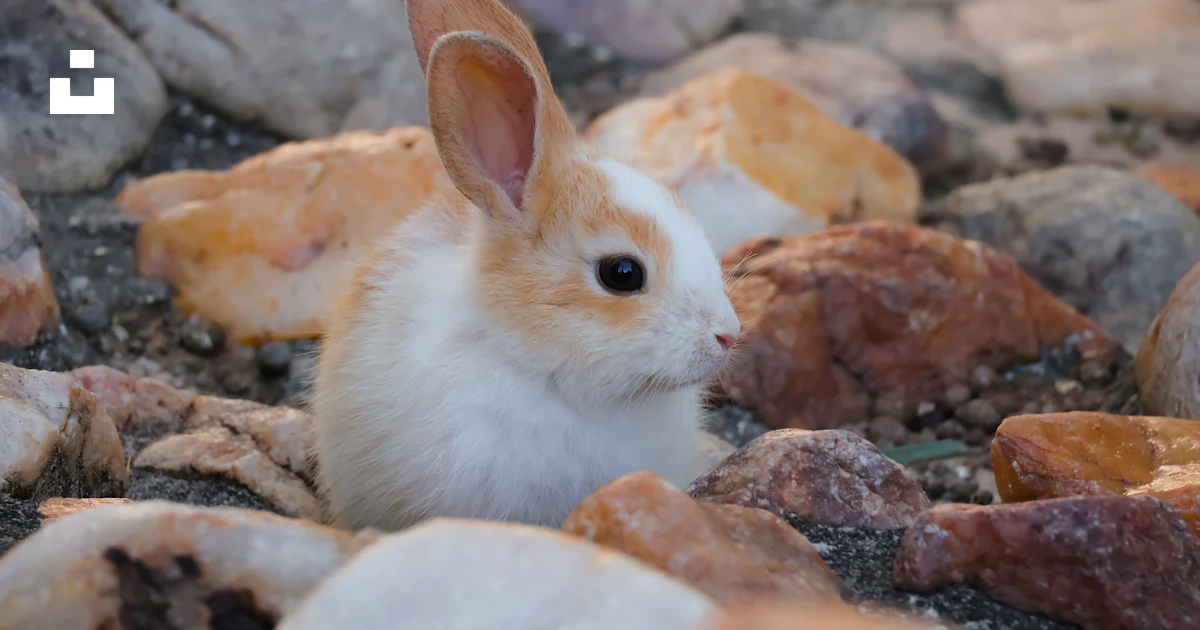 Conejo Roca Un pequeño conejo sentado encima de un montón de rocas foto – Imagen de ...