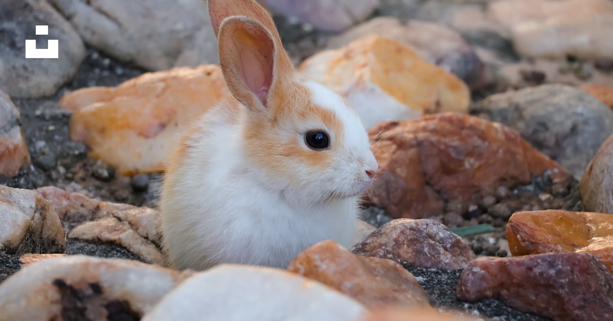 A small rabbit sitting on top of a pile of rocks photo – Free Engenhoca ...