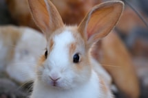 a close up of a small rabbit near other rabbits
