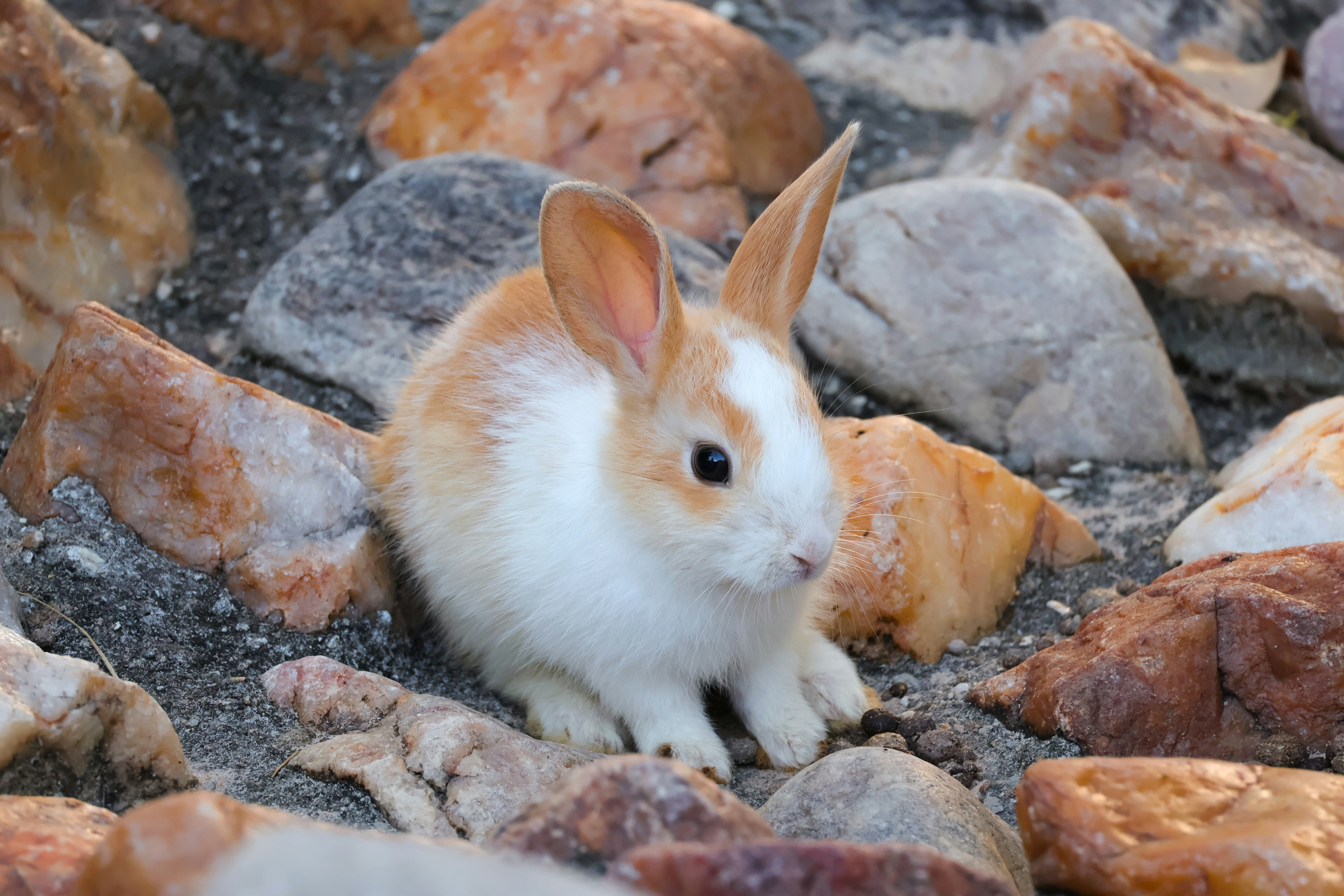 Beautiful Rabbit bunny in Brazil
