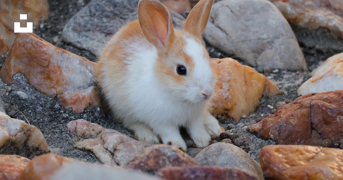 Conejo Roca Un pequeño conejo sentado encima de un montón de rocas foto – Imagen de ...