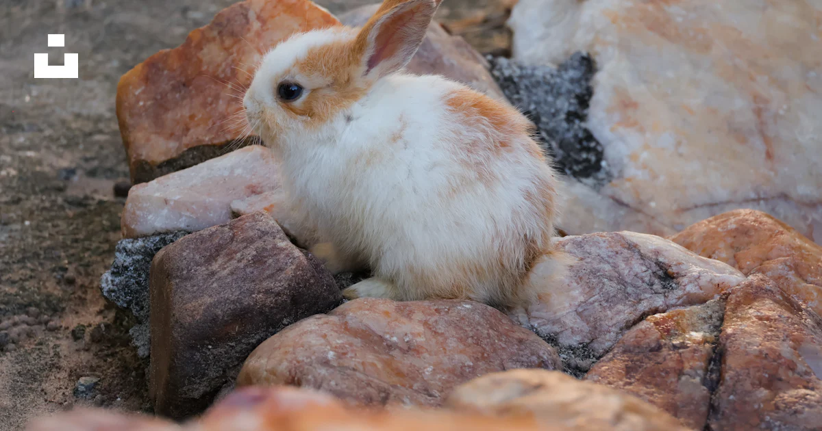 Conejo Roca Un pequeño conejo sentado encima de un montón de rocas foto – Imagen de ...