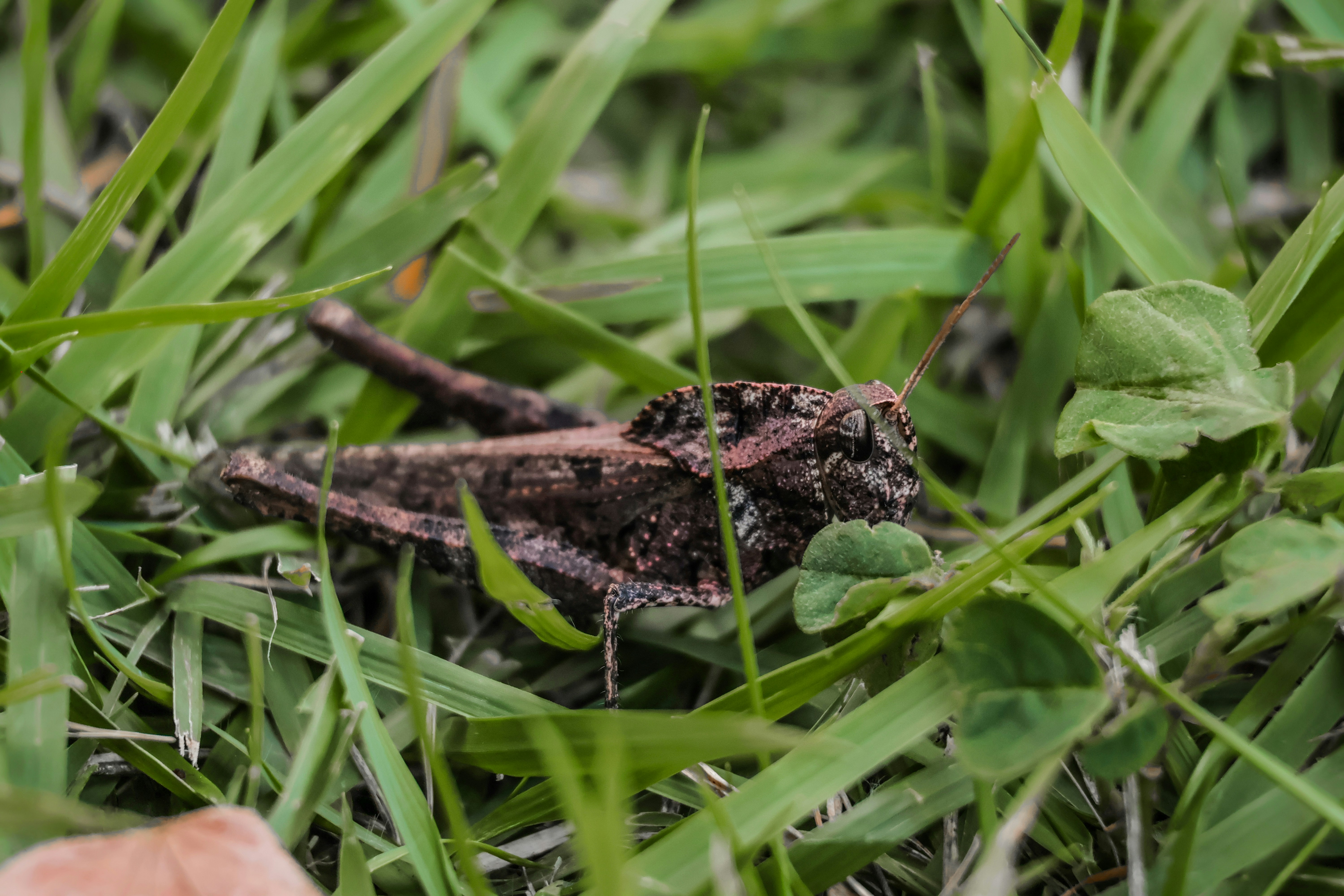 Wild Cricket