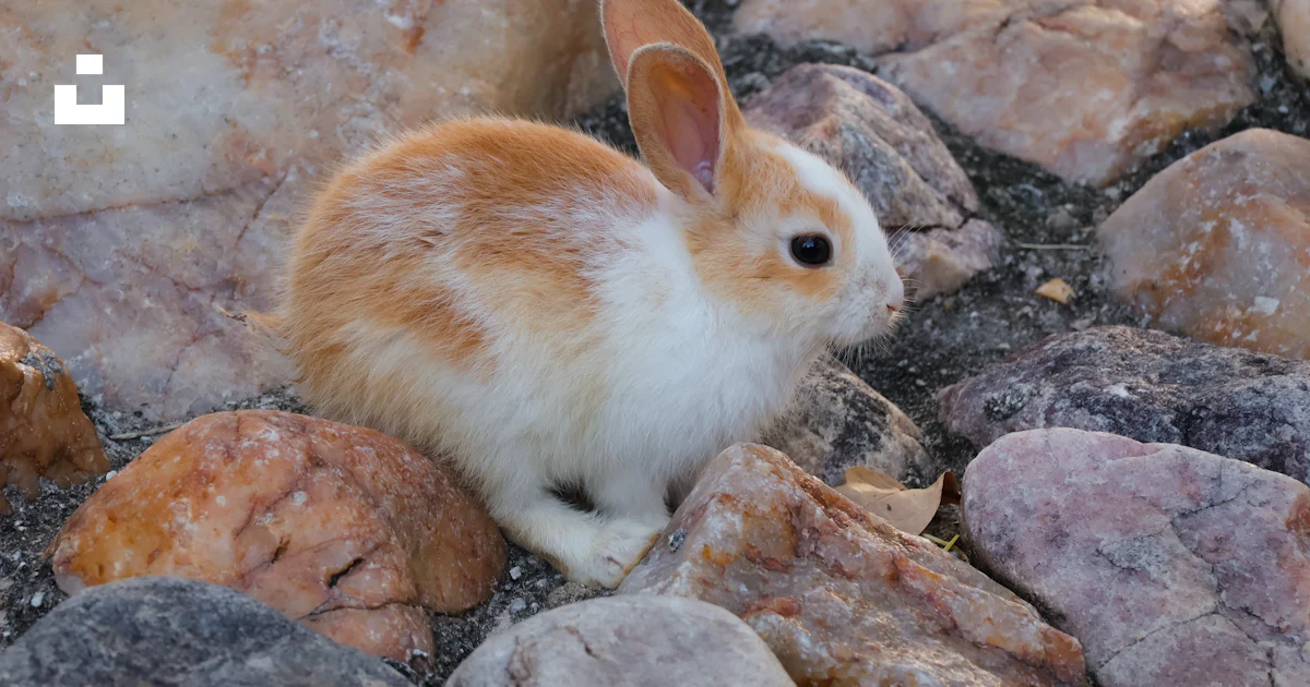 Conejo Roca Un pequeño conejo sentado encima de un montón de rocas foto – Imagen de ...