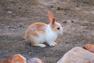 a small rabbit sitting on top of a dirt field