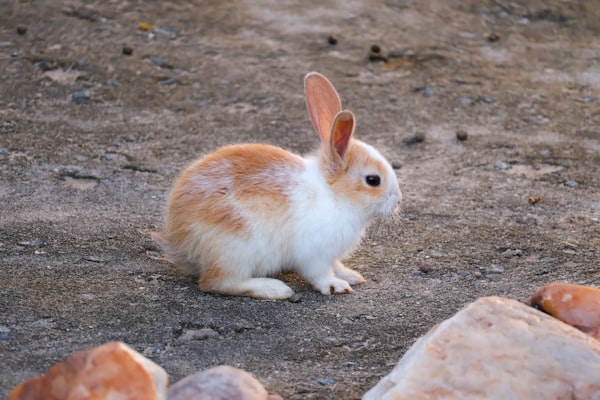 Rabbit on farm field