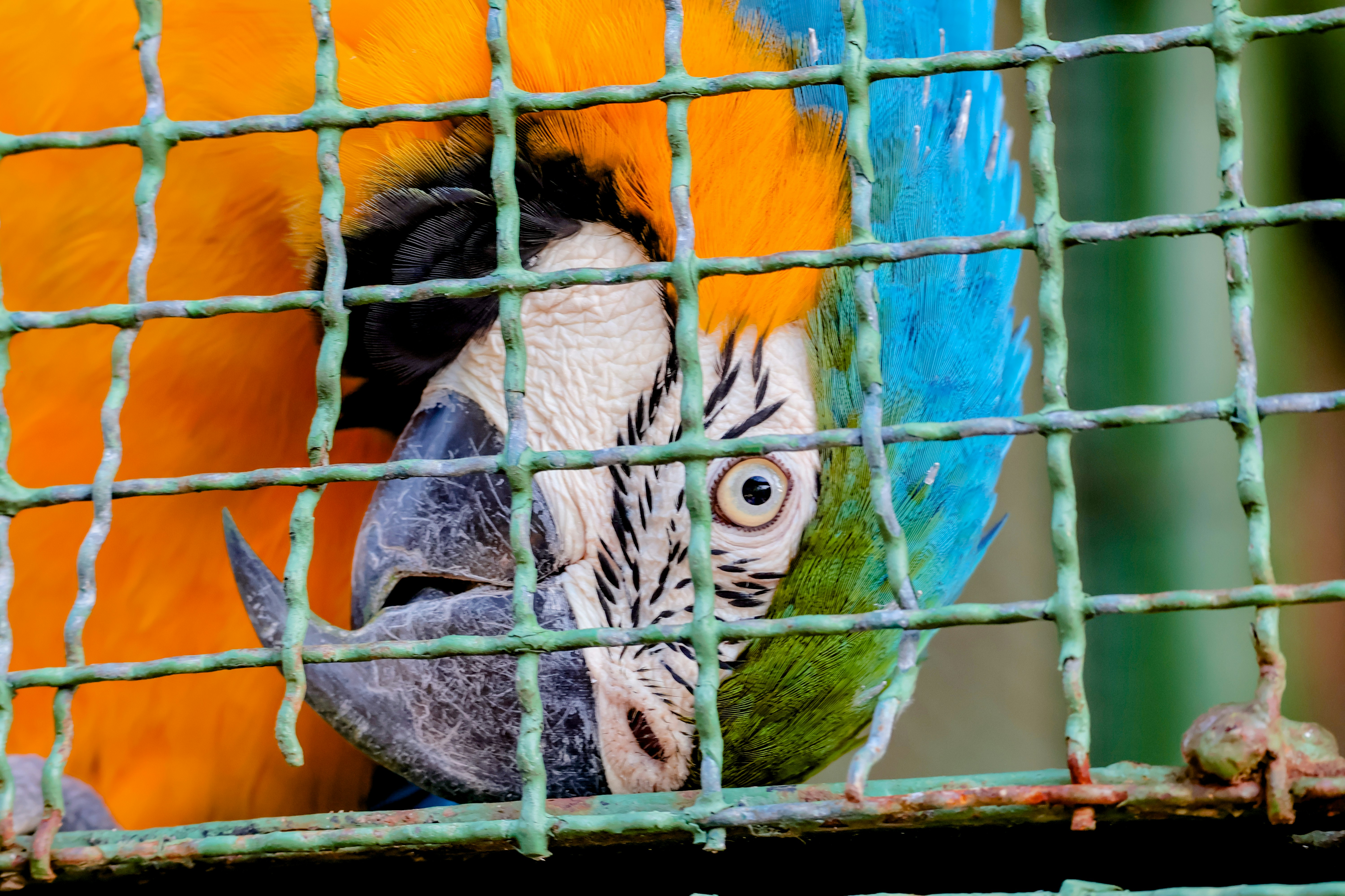 Blue Arara in Brazilian park
