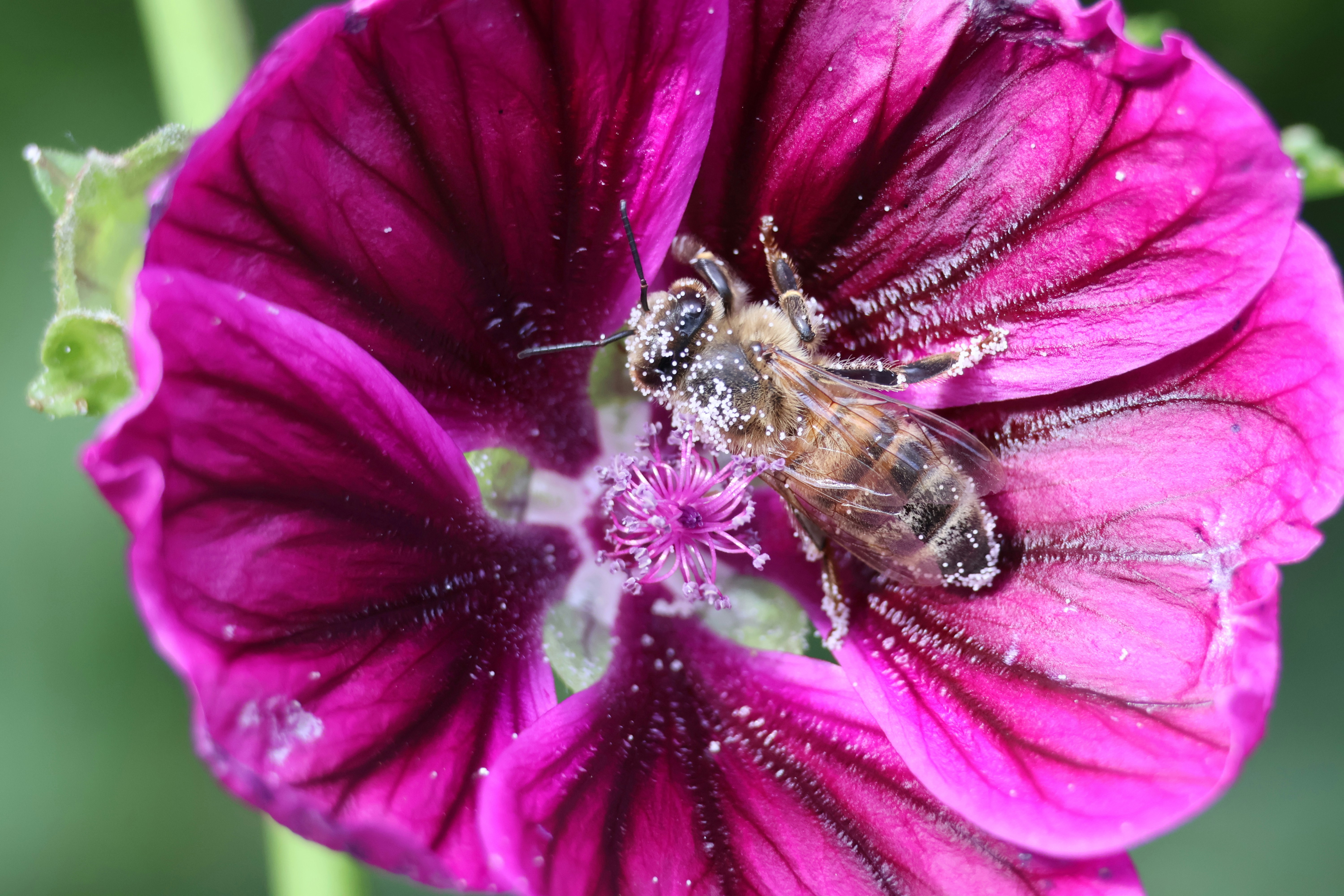 Honeybee (Apis mellifera) on a tree mallow (Malva arborea) flower