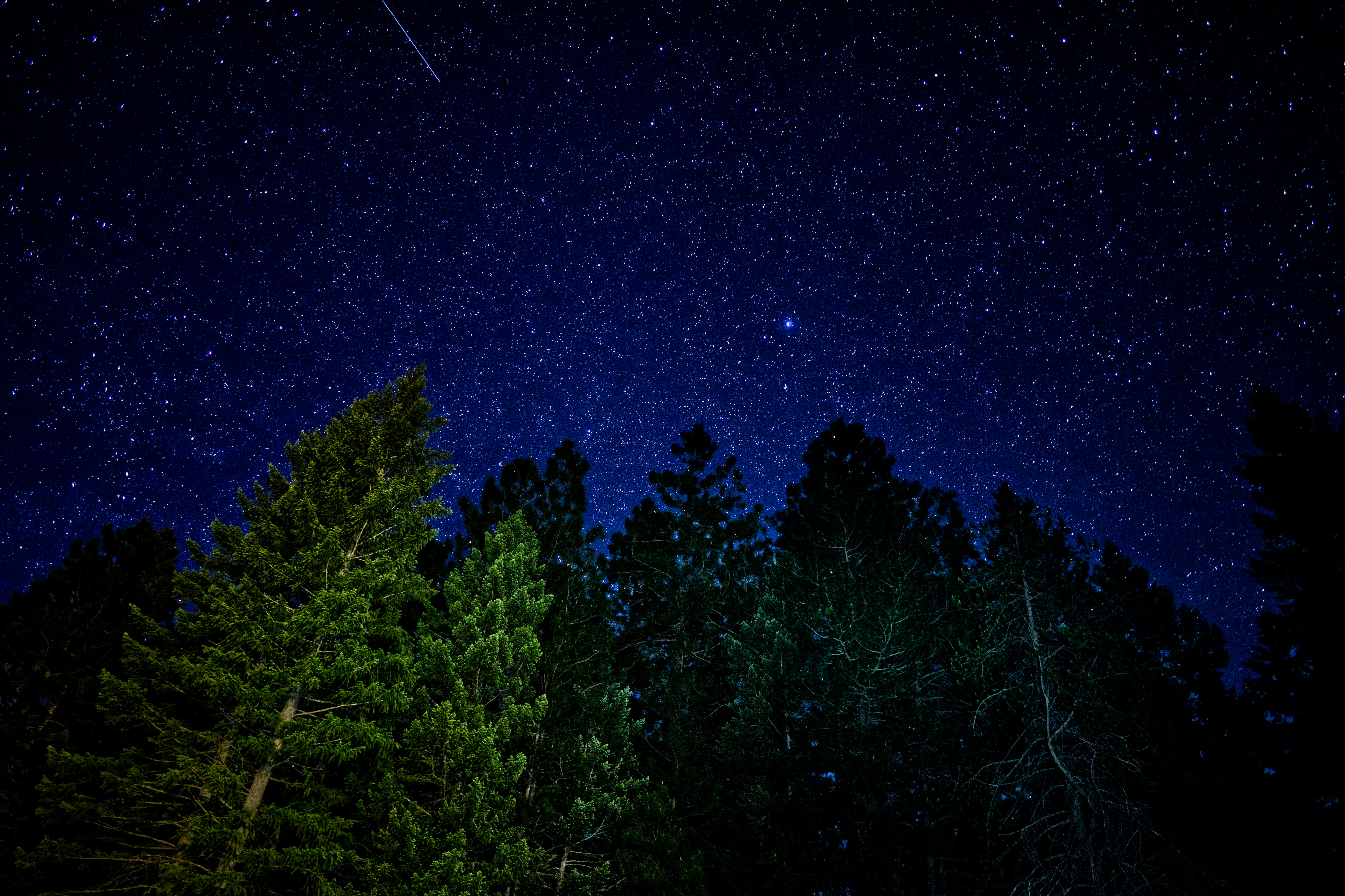 a night sky filled with stars and trees