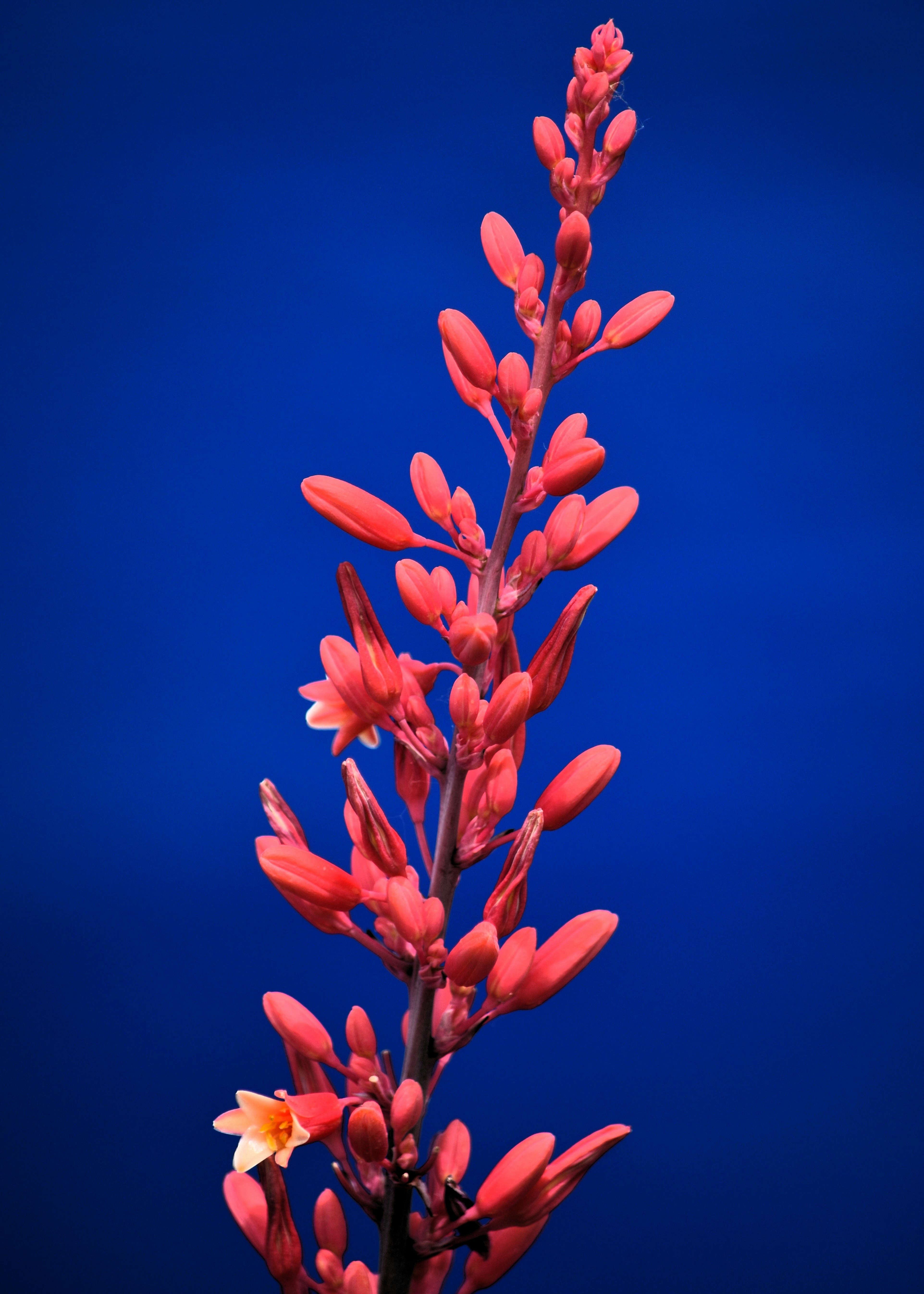 red yucca