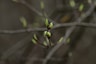 a close up of a tree branch with buds